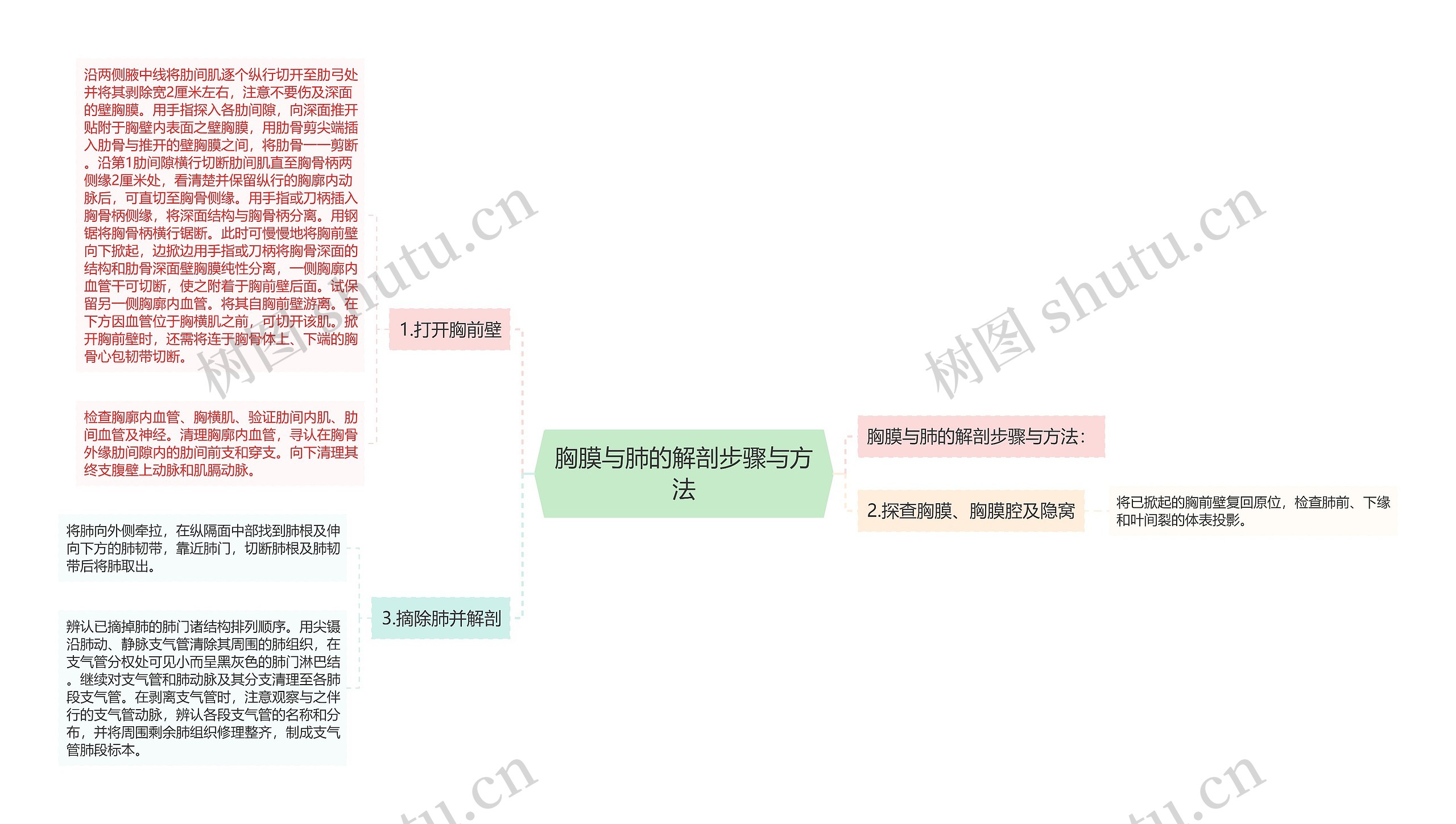 胸膜与肺的解剖步骤与方法 胸膜与肺的解剖步骤与方法