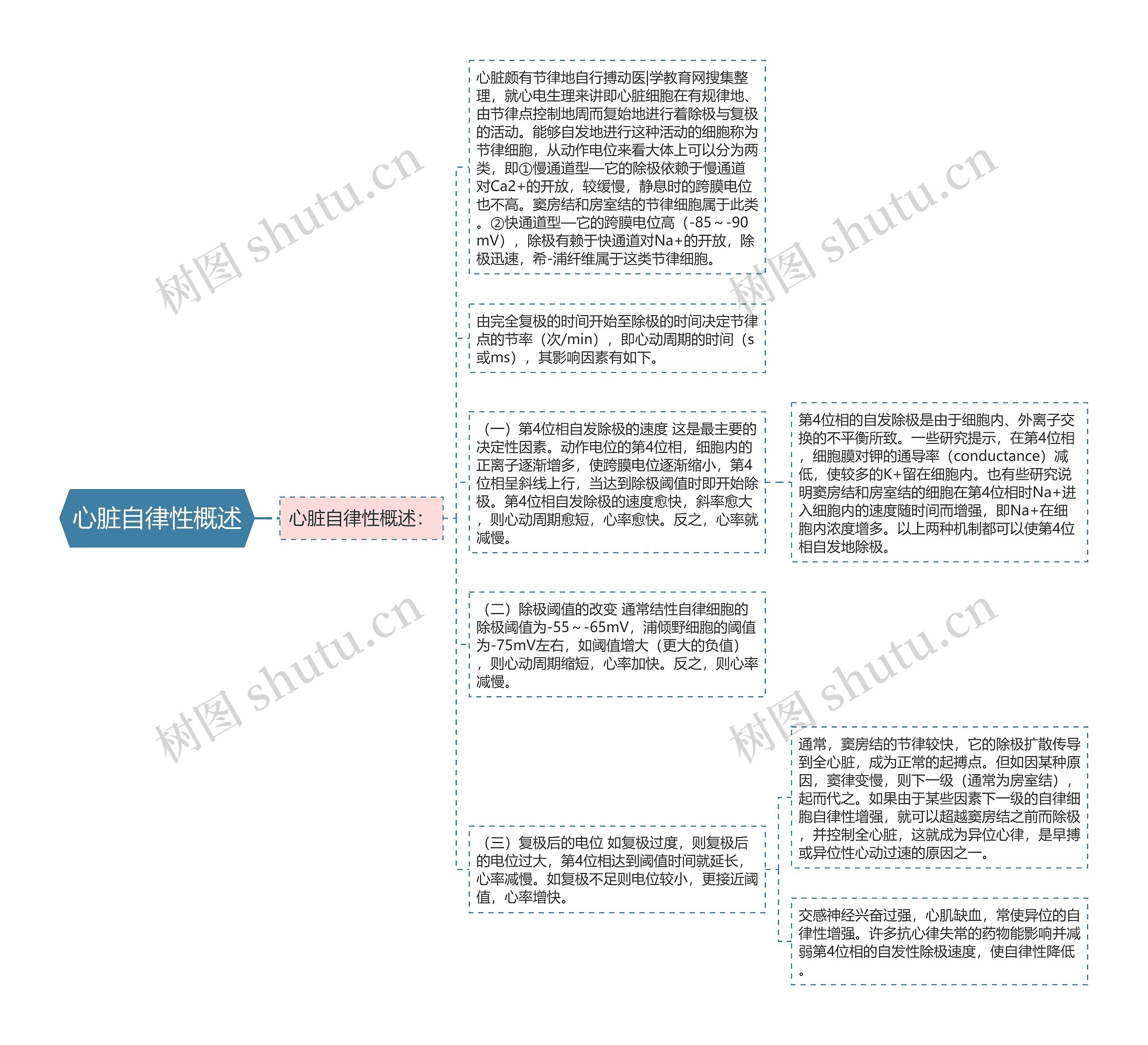 心脏自律性概述思维导图