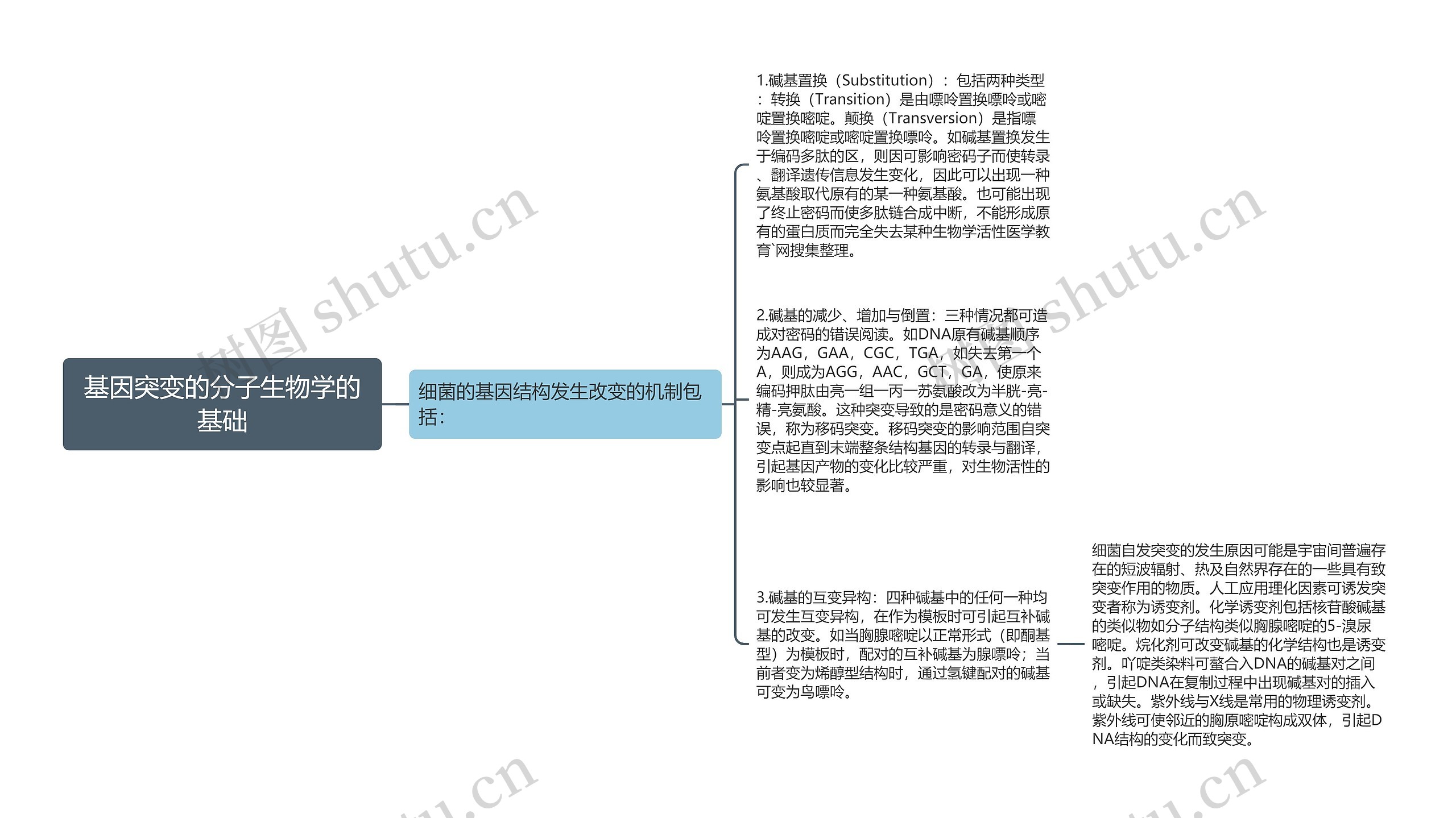 基因突变的分子生物学的基础思维导图