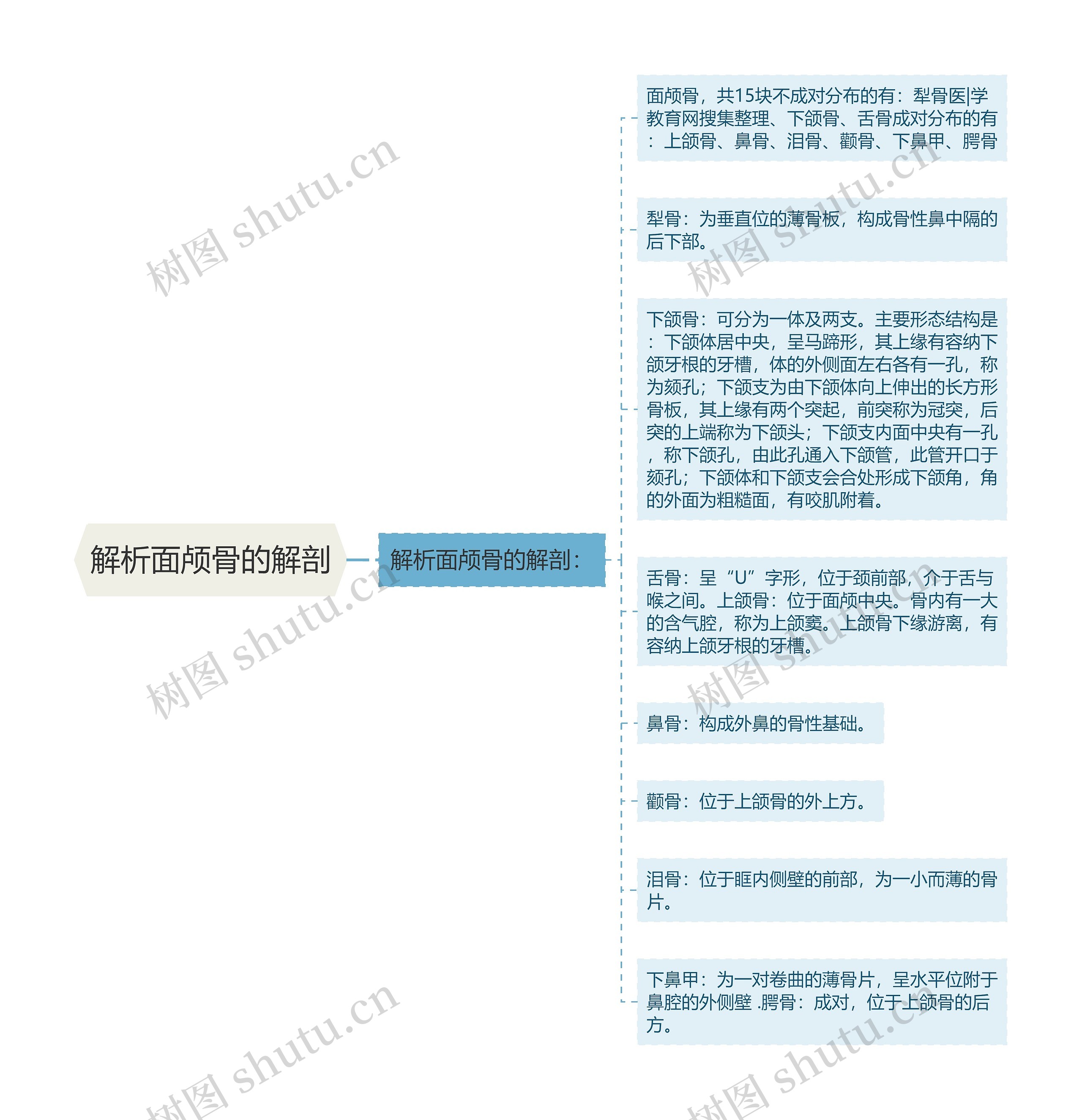 解析面颅骨的解剖