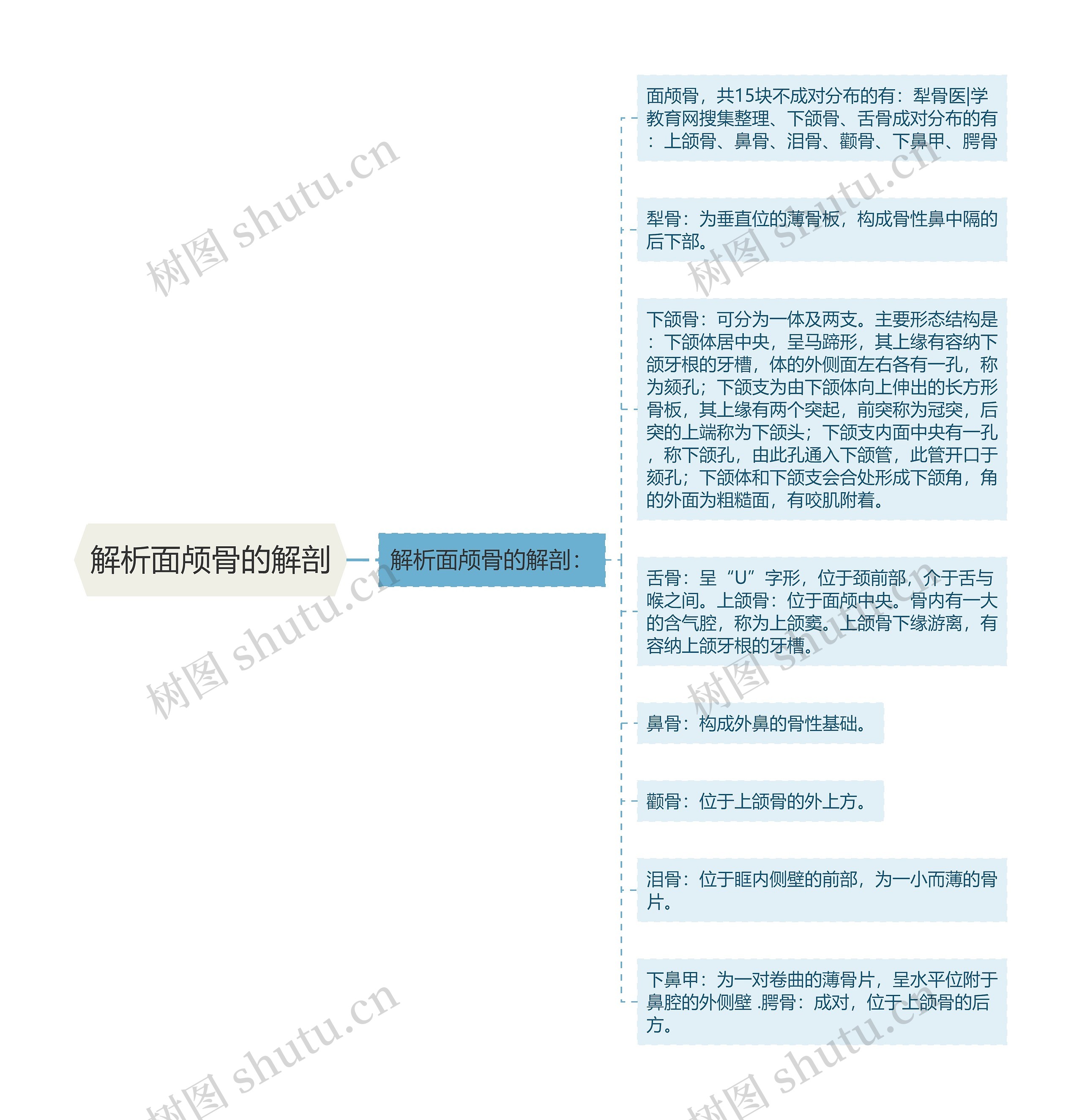 解析面颅骨的解剖思维导图