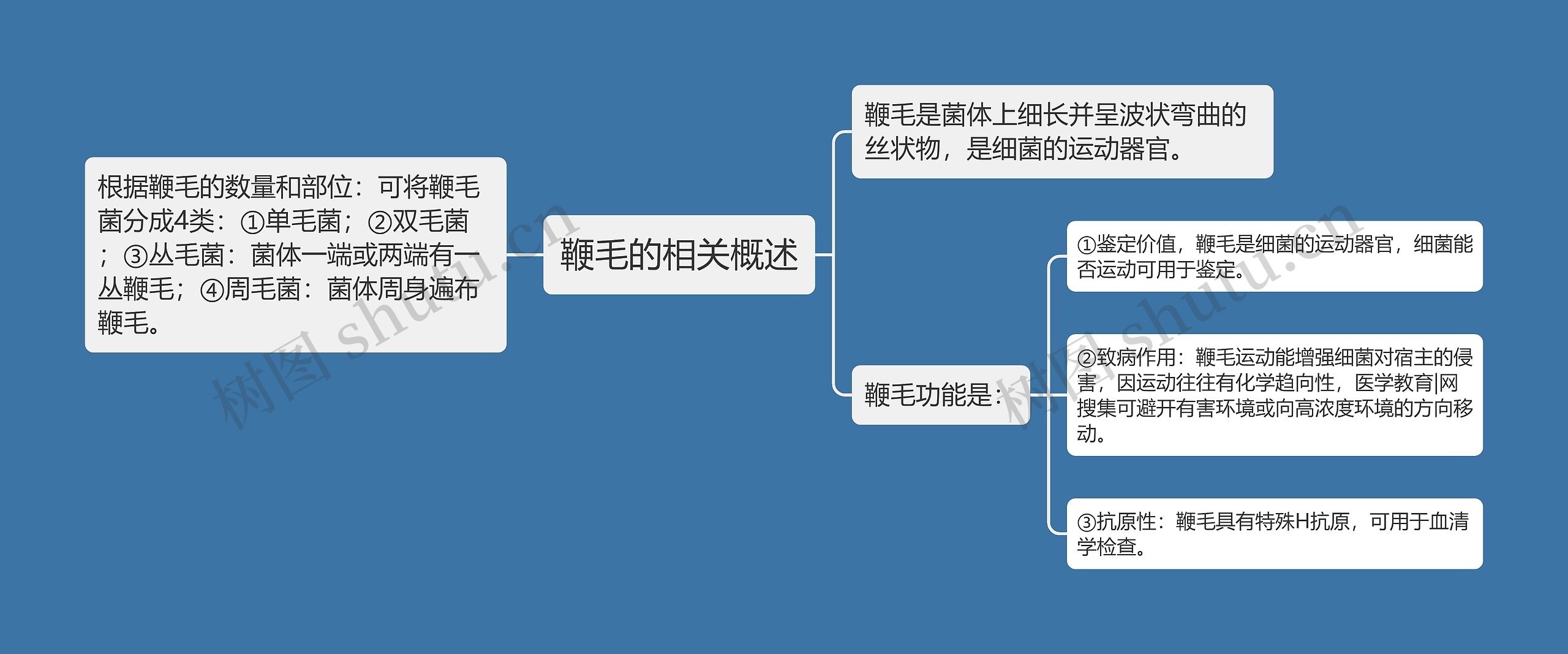 鞭毛的相关概述 鞭毛的相关概述
