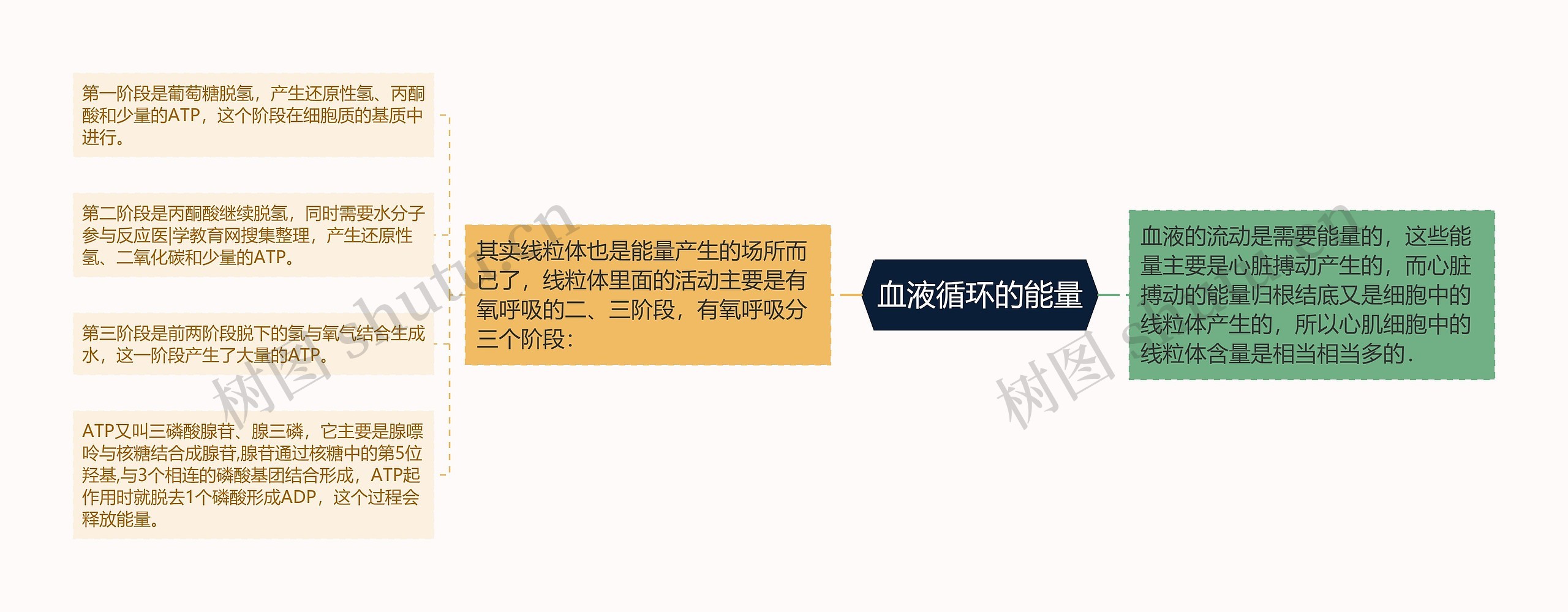 血液循环的能量 血液循环的能量