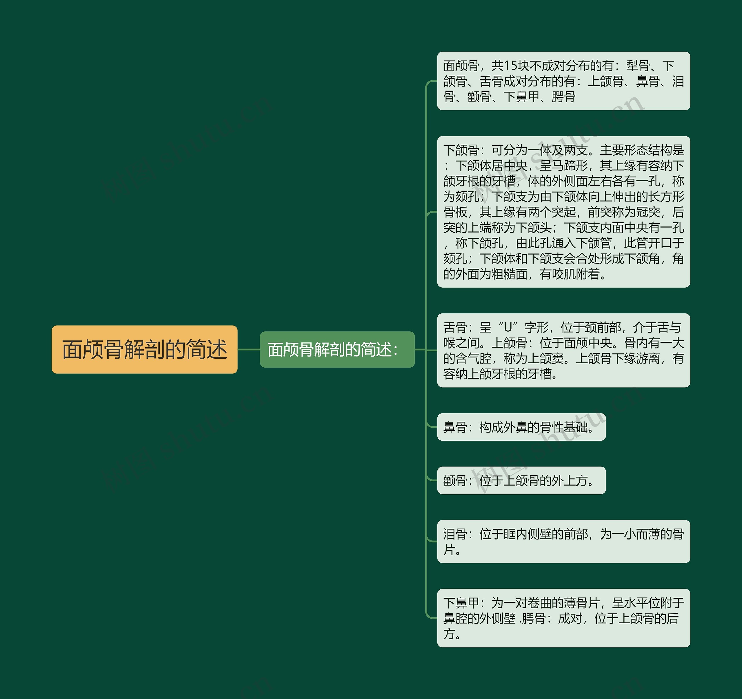 面颅骨解剖的简述思维导图