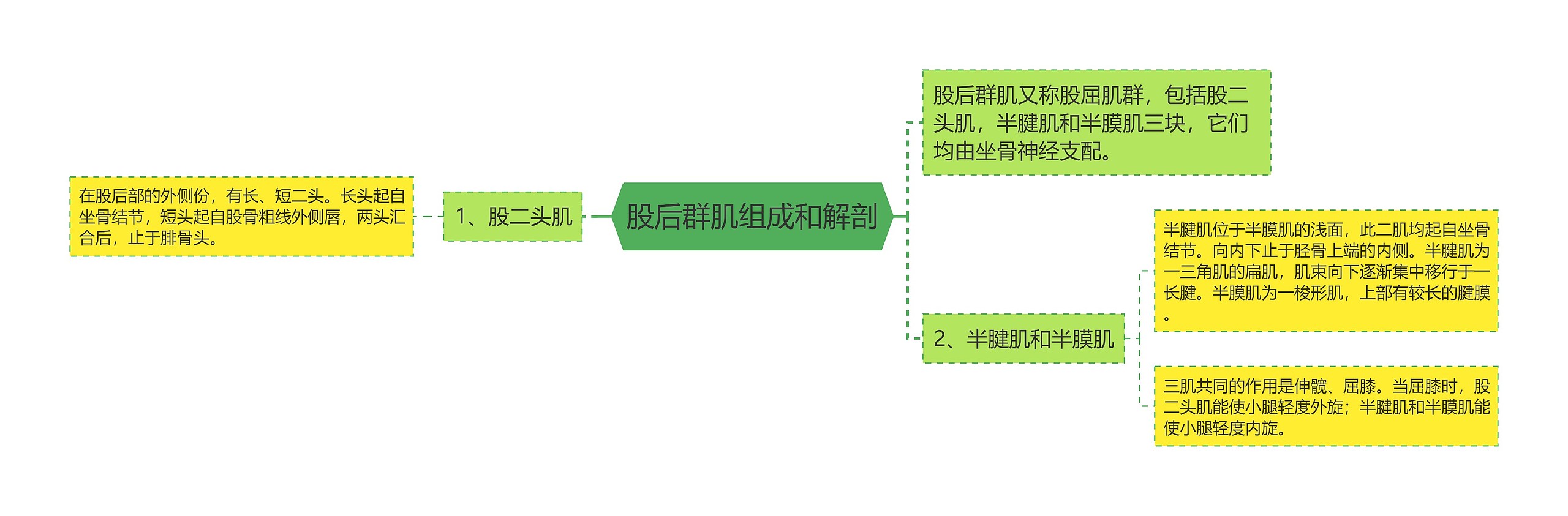 股后群肌组成和解剖