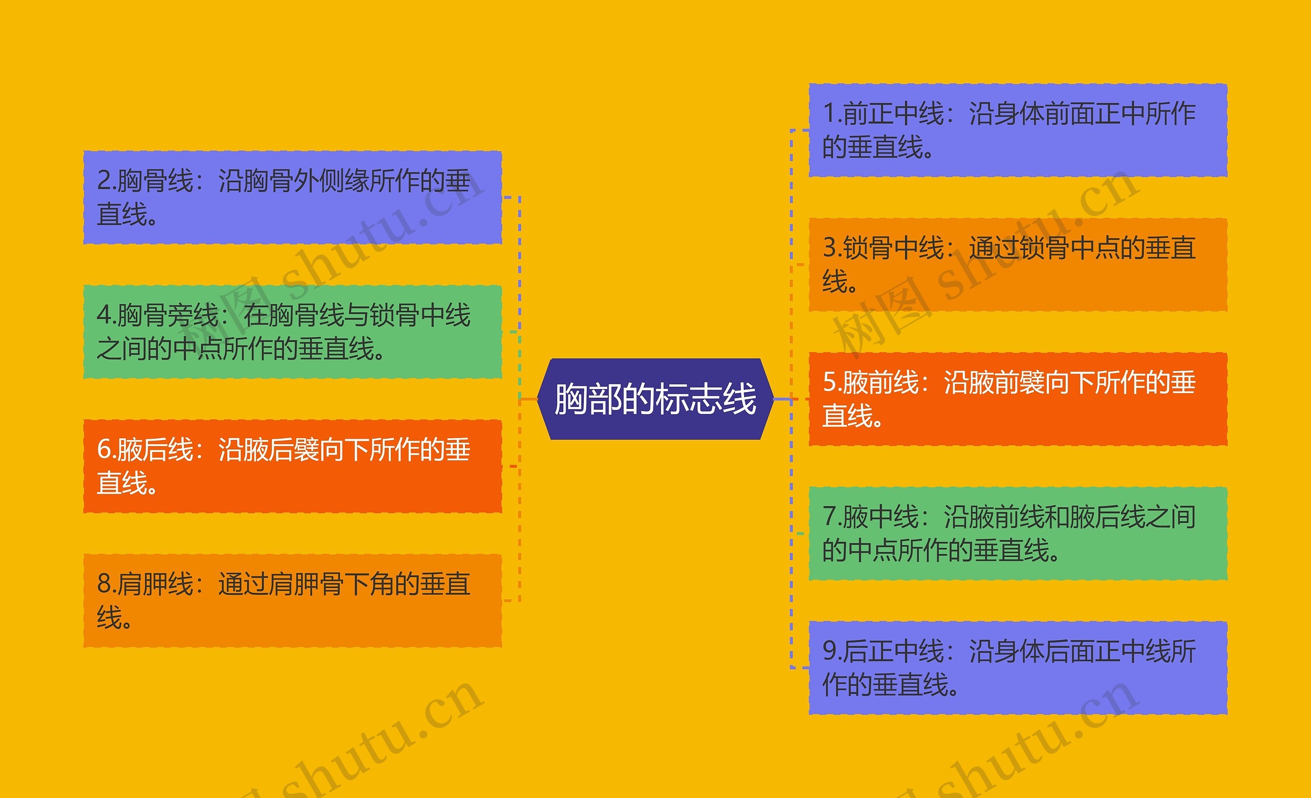 胸部的标志线思维导图