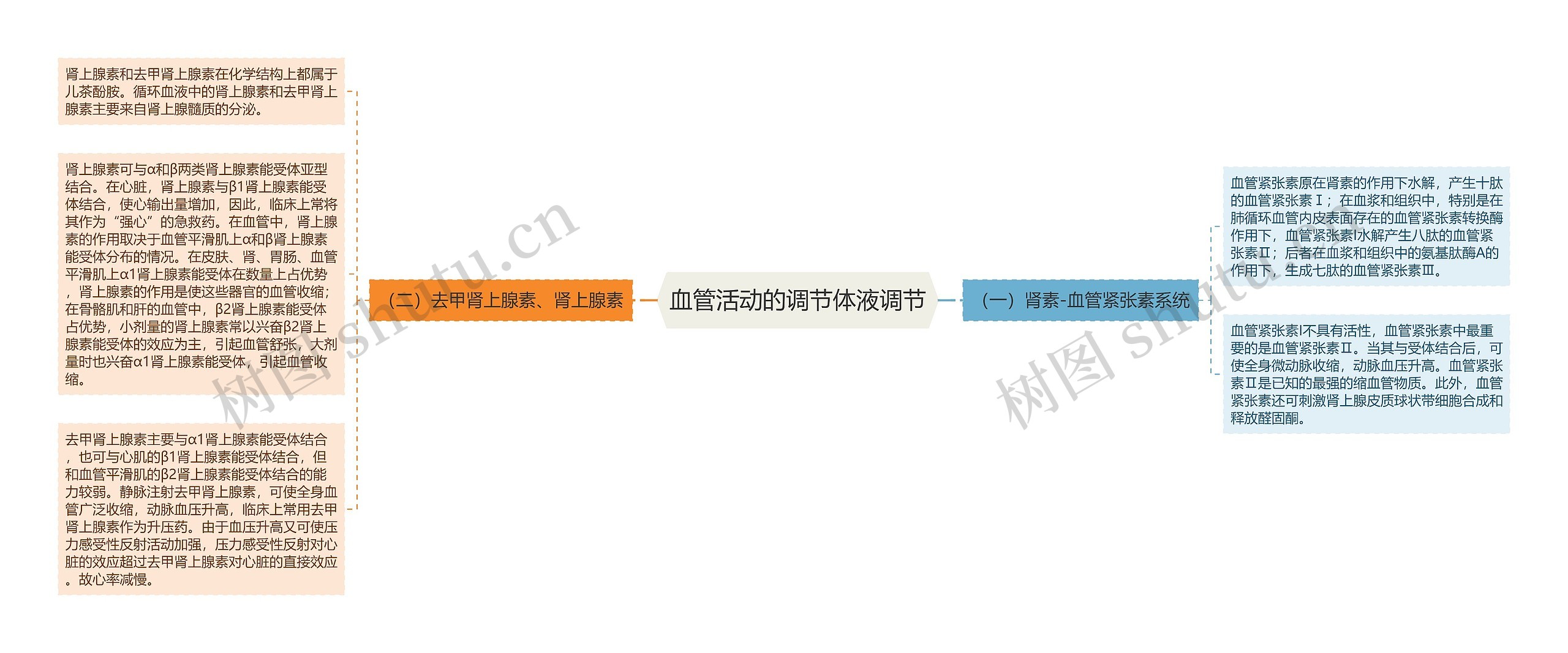 血管活动的调节体液调节 血管活动的调节体液调节