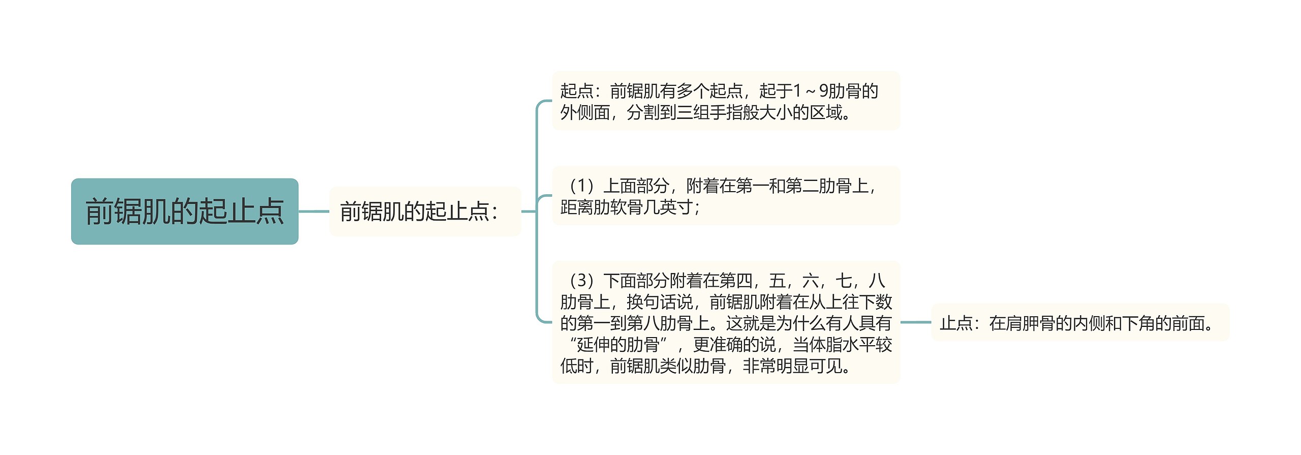 前锯肌的起止点思维导图