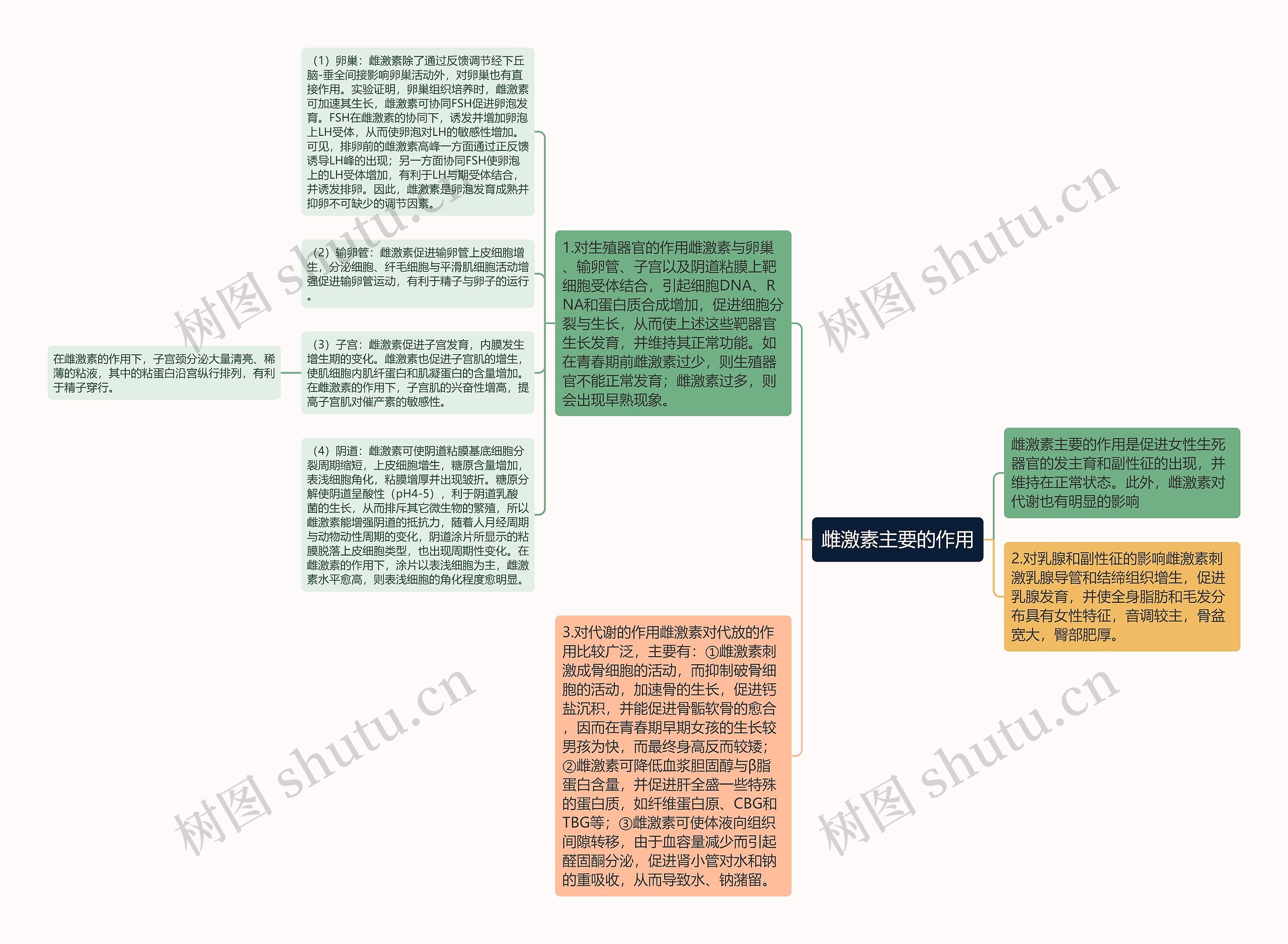 雌激素主要的作用