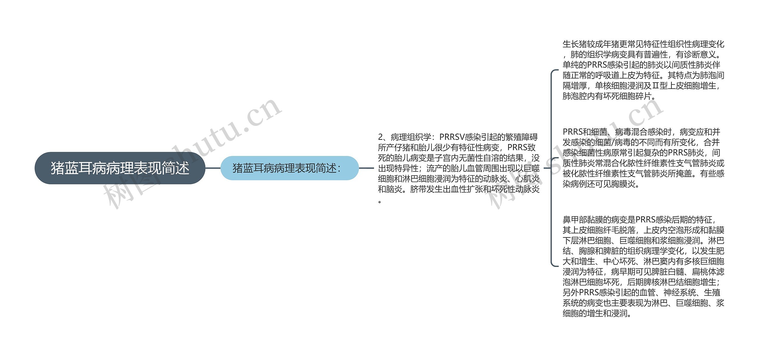 猪蓝耳病病理表现简述思维导图