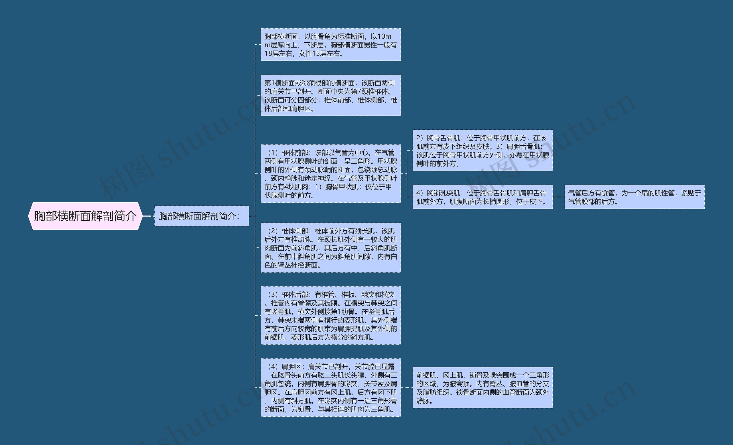 胸部横断面解剖简介思维导图