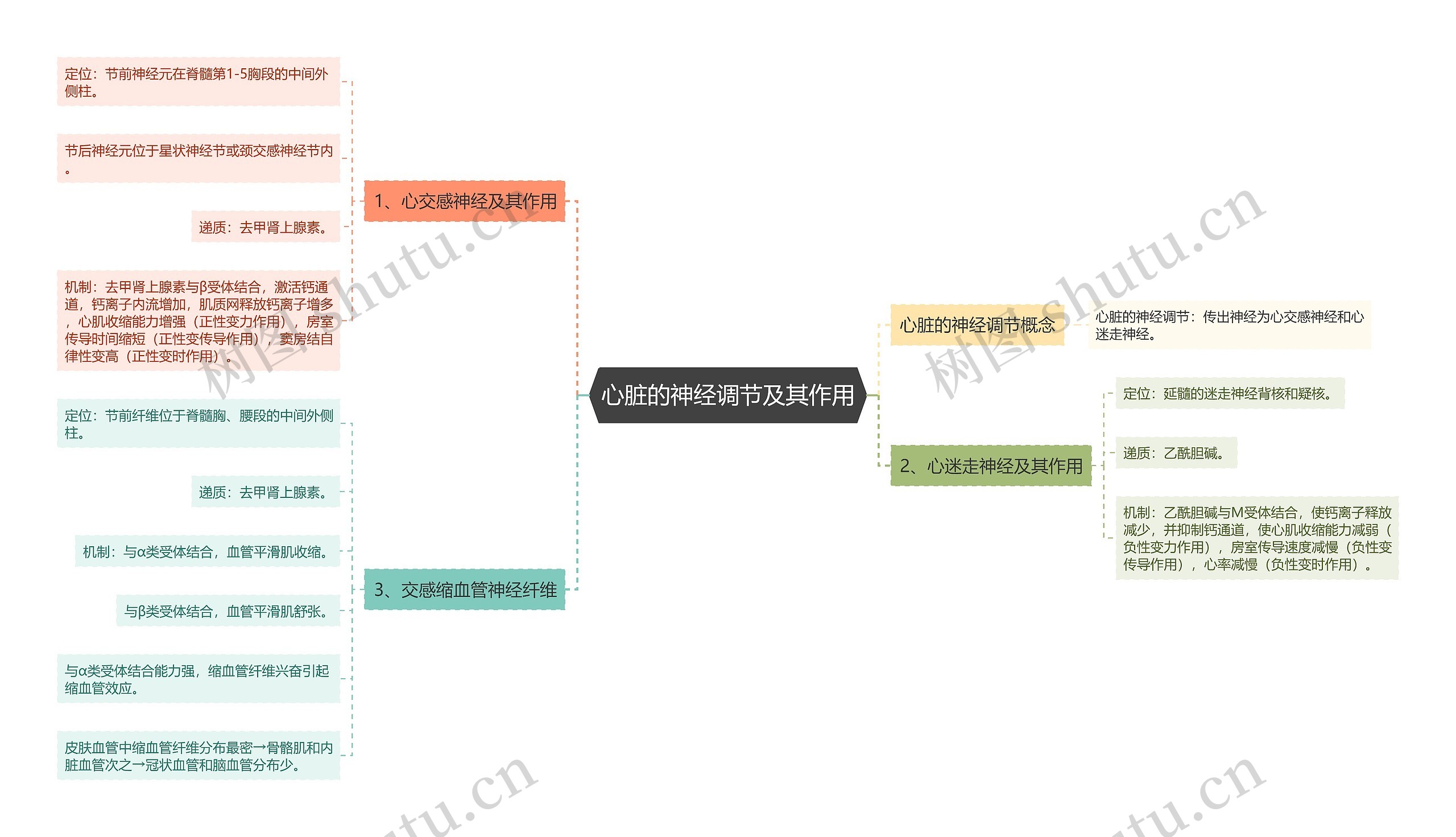 心脏的神经调节及其作用思维导图