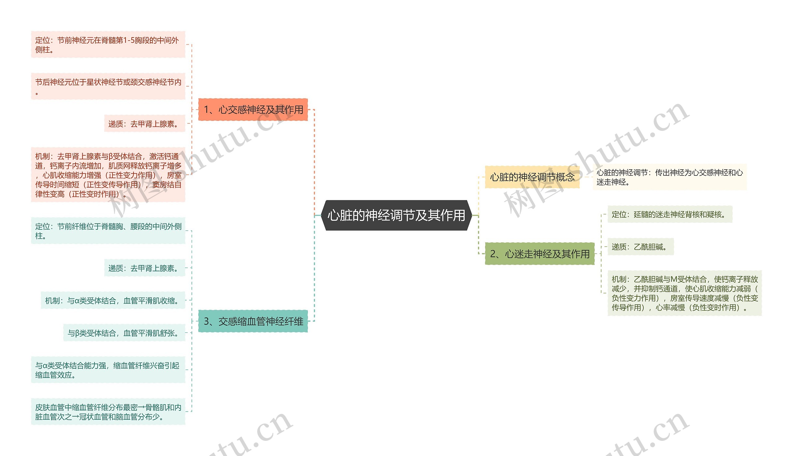 心脏的神经调节及其作用 心脏的神经调节及其作用