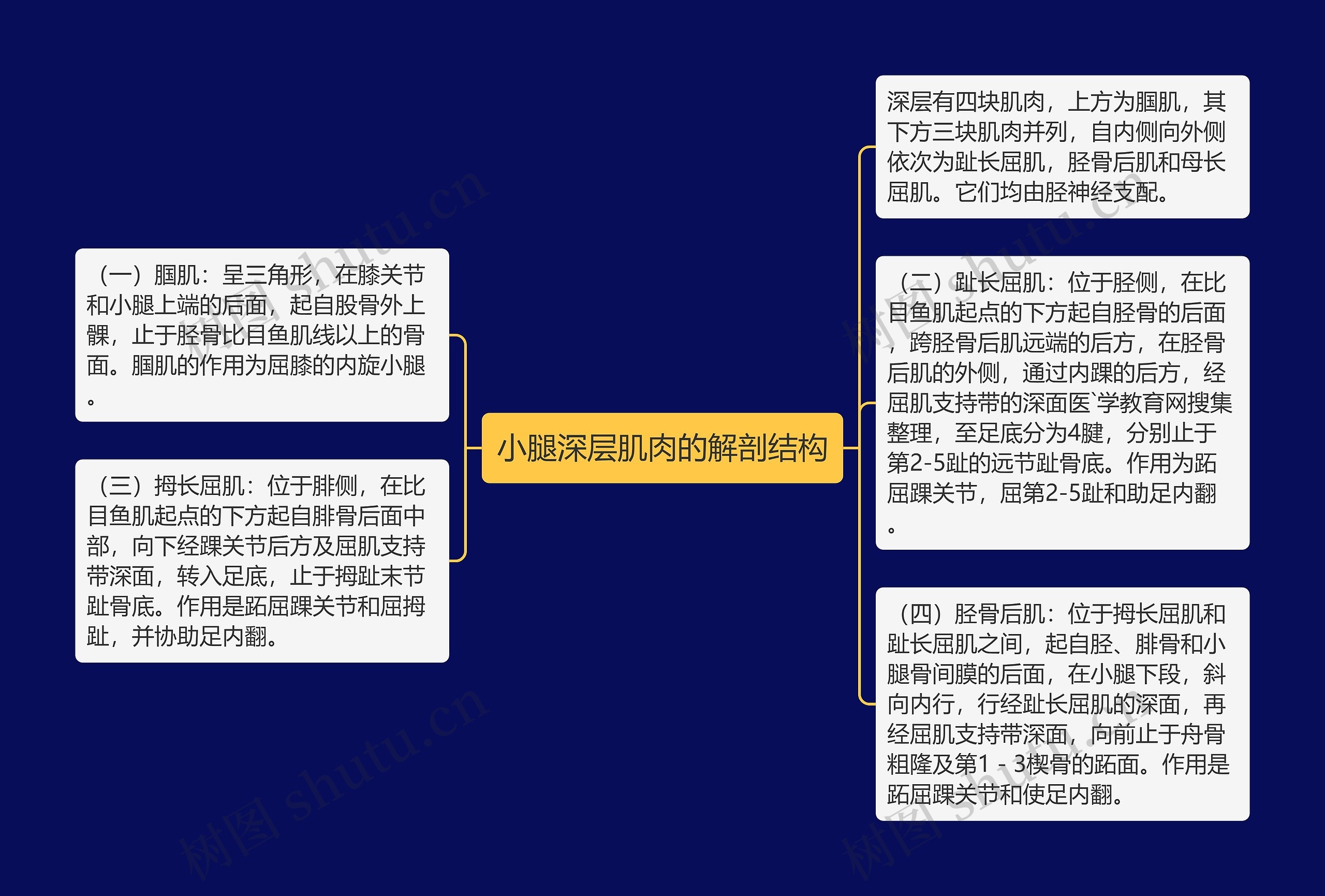 小腿深层肌肉的解剖结构