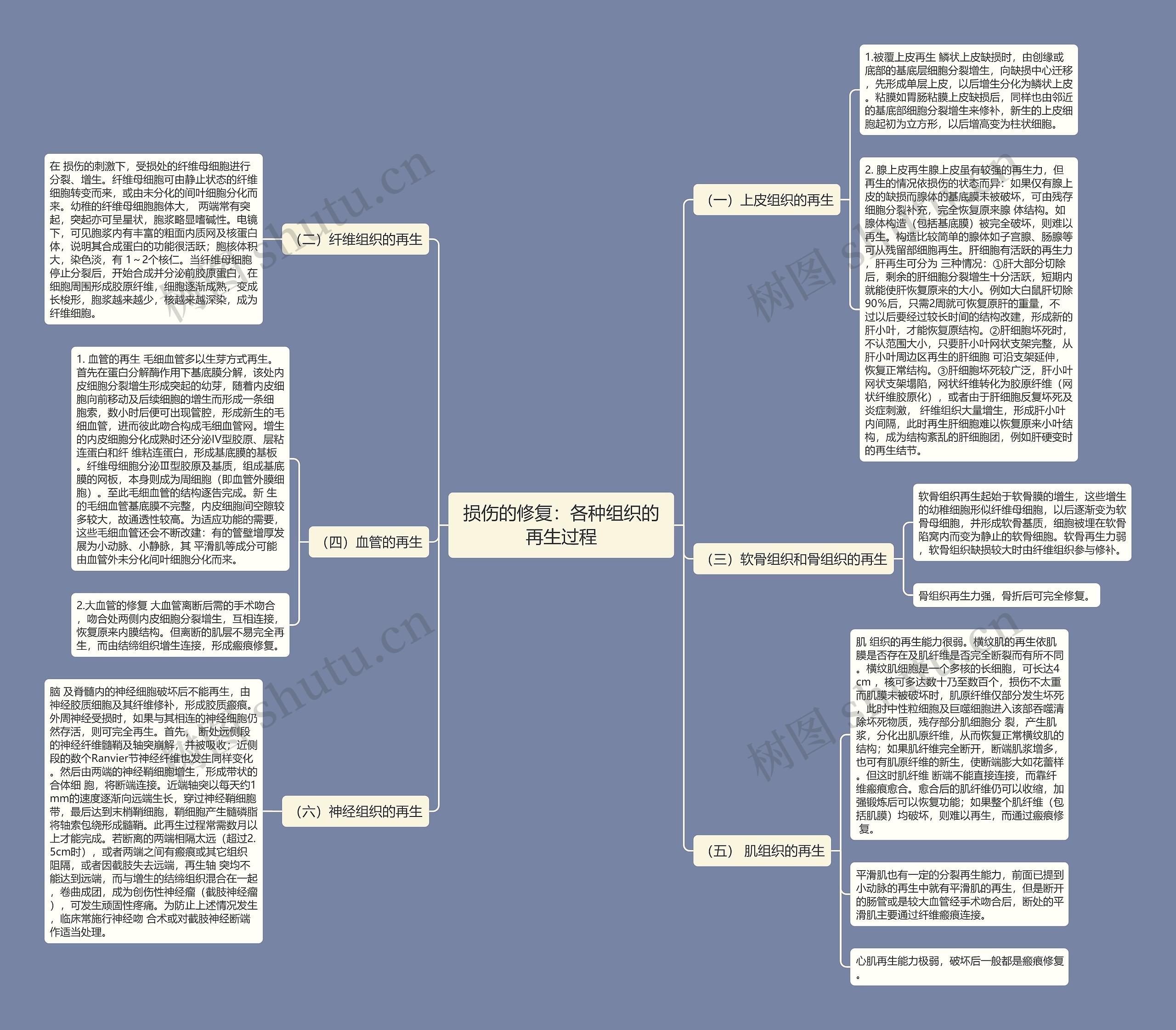 损伤的修复:各种组织的再生过程 损伤的修复:各种组织的再生过程