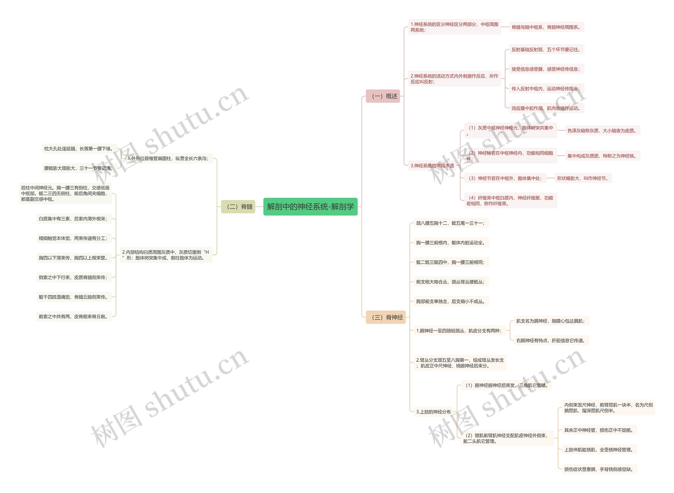 解剖中的神经系统-解剖学 解剖中的神经系统-解剖学