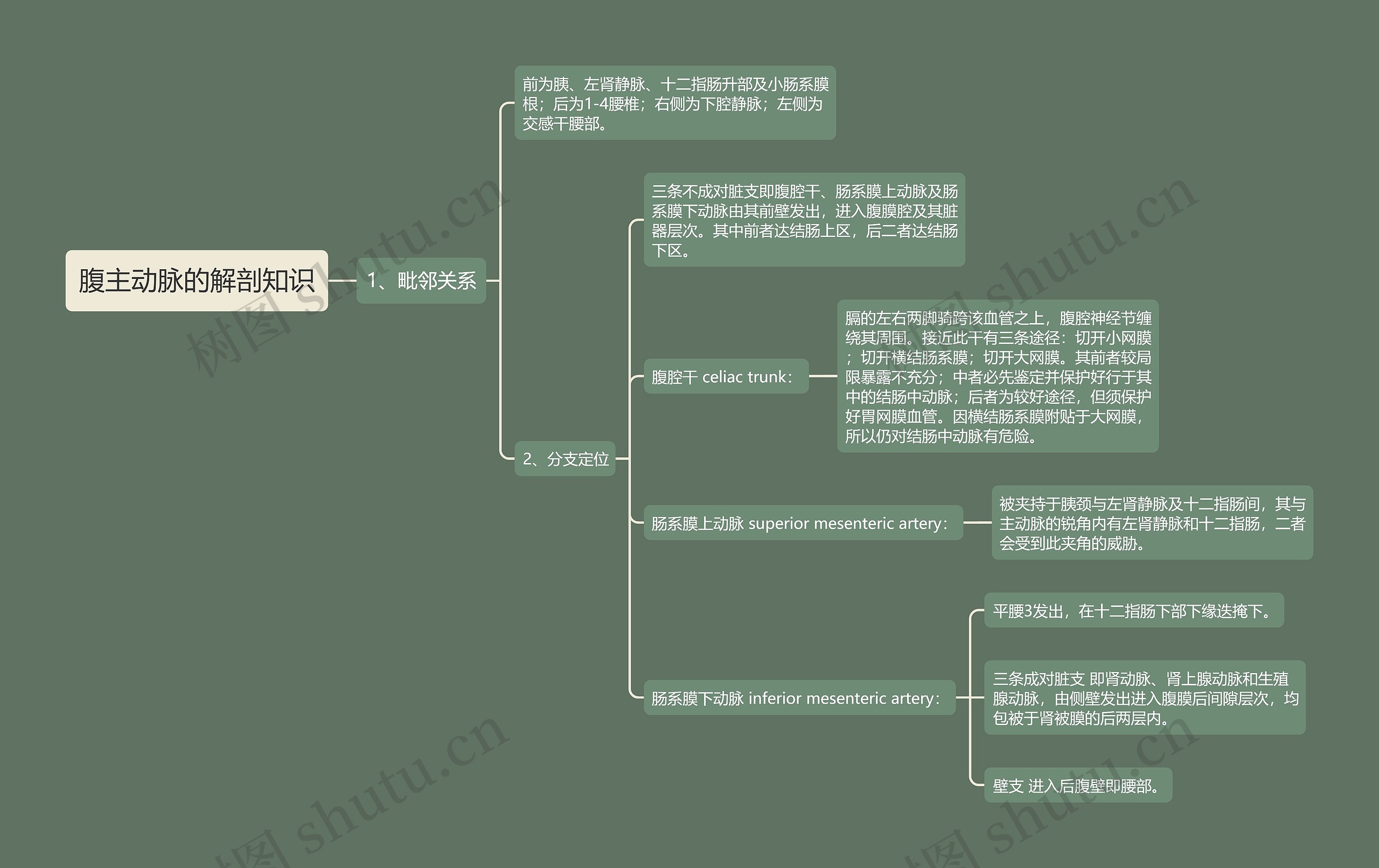 腹主动脉的解剖知识 腹主动脉的解剖知识