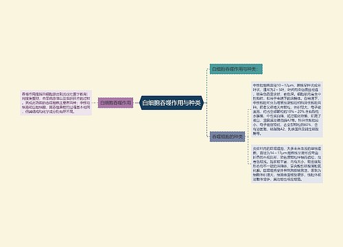 白细胞吞噬作用与种类