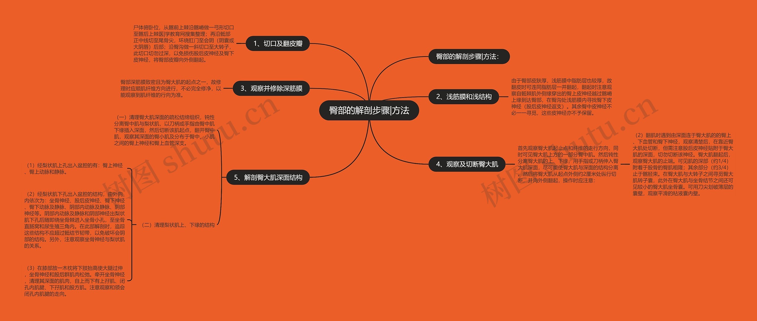 臀部的解剖步骤|方法思维导图