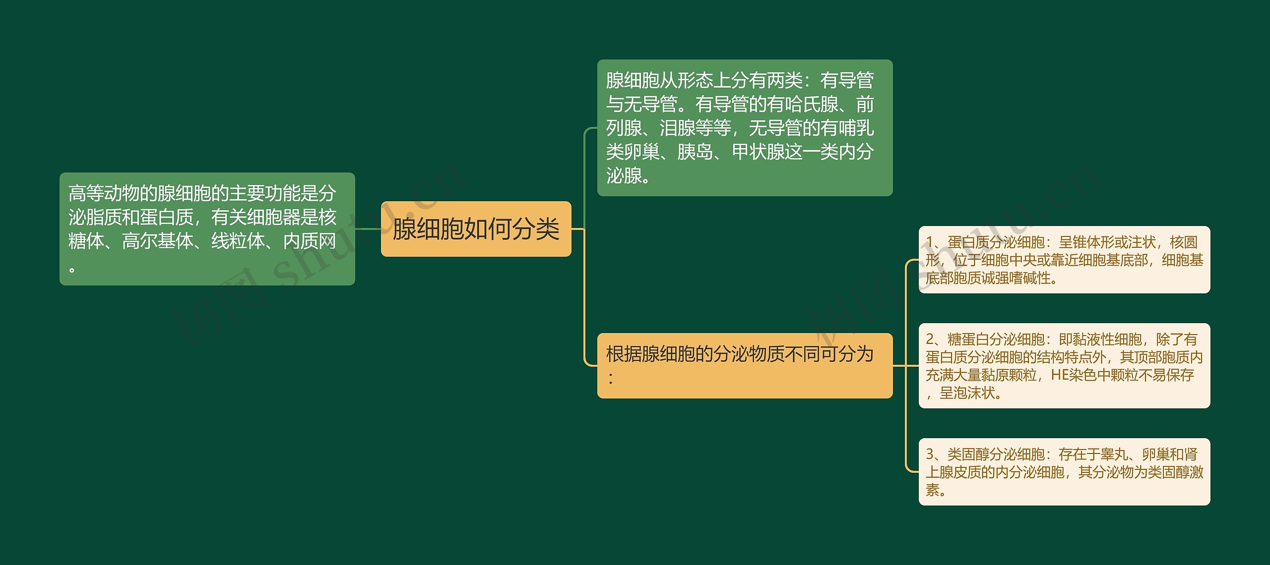 腺细胞如何分类