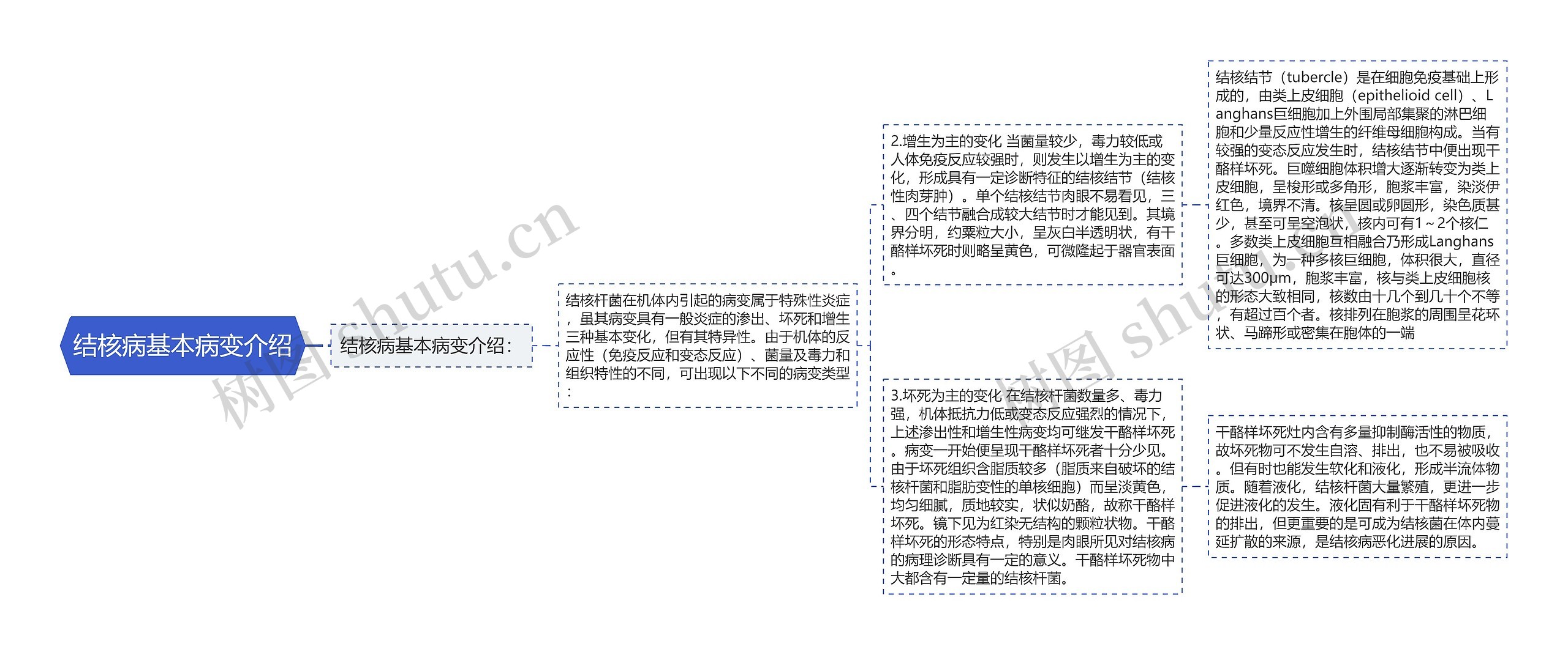 结核病基本病变介绍