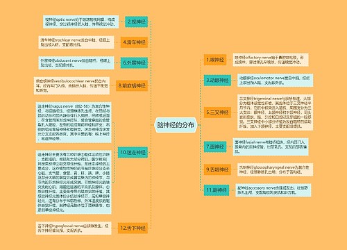 脑神经的分布