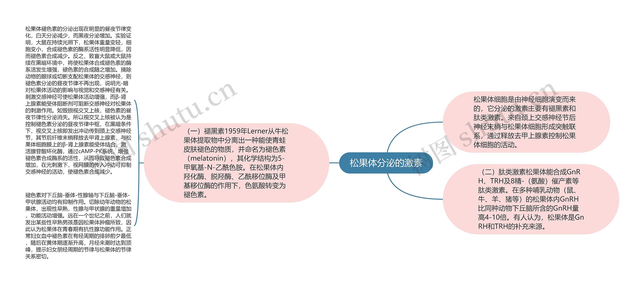 松果体分泌的激素思维导图