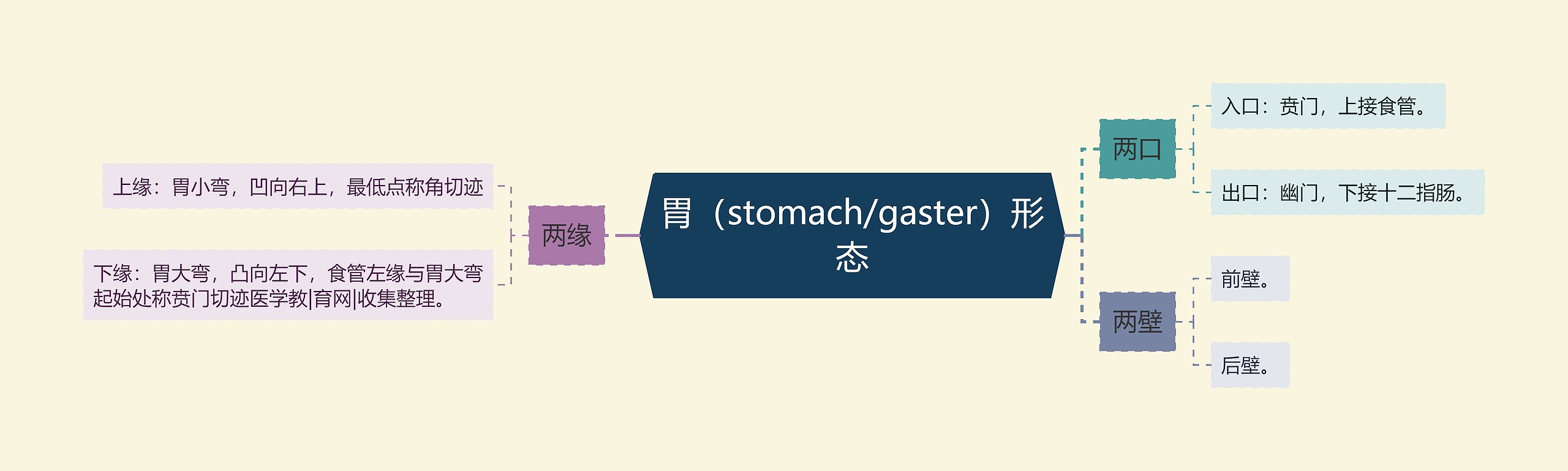 胃（stomach/gaster）形态思维导图