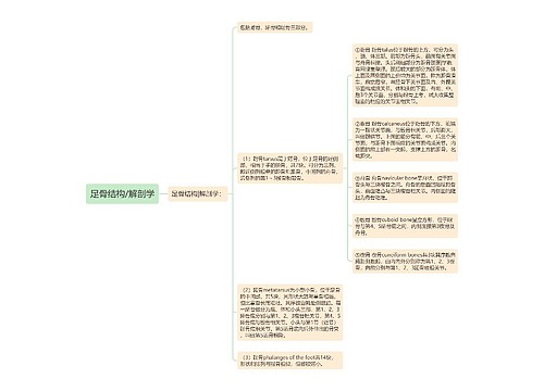 足骨结构/解剖学