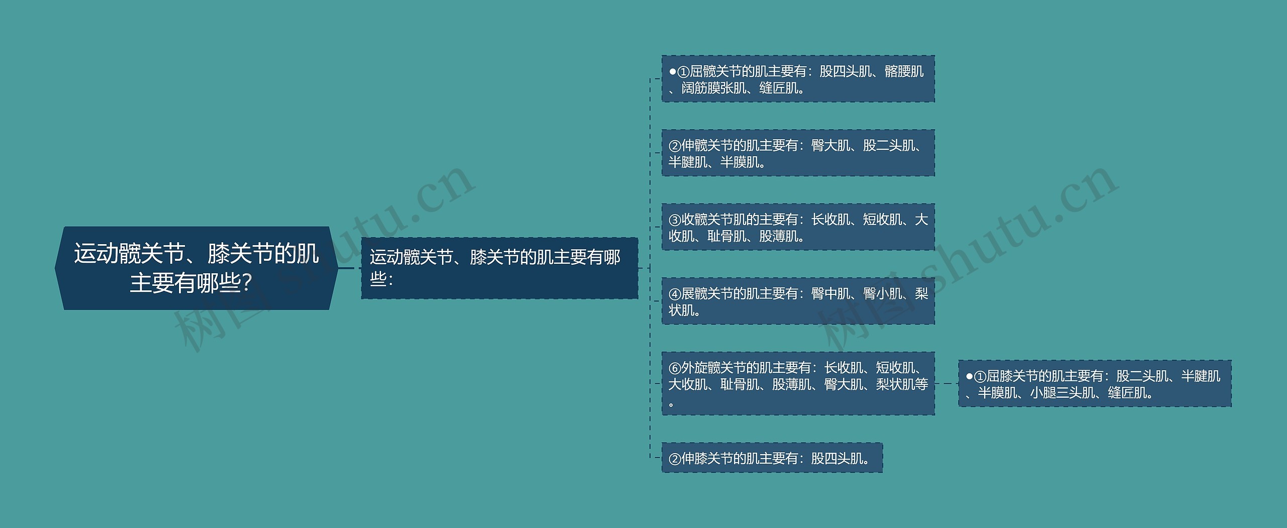 运动髋关节、膝关节的肌主要有哪些？思维导图