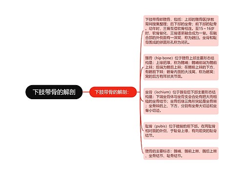 下肢带骨的解剖