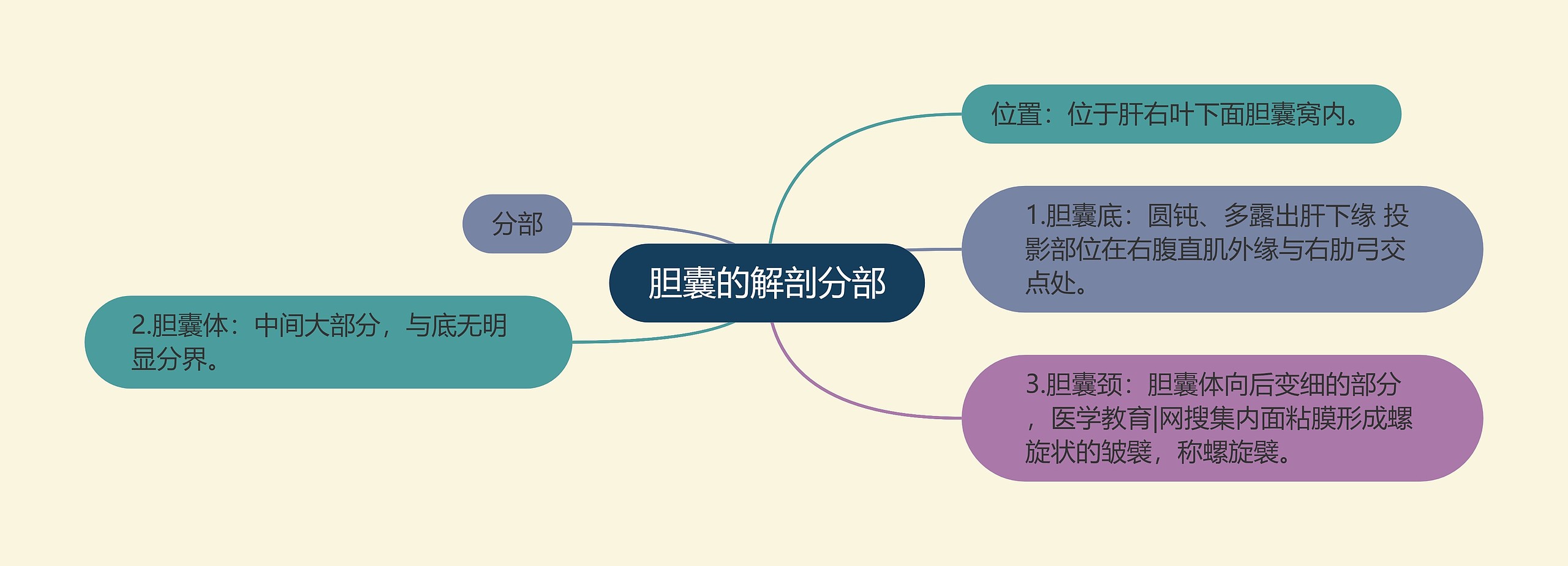 胆囊的解剖分部思维导图