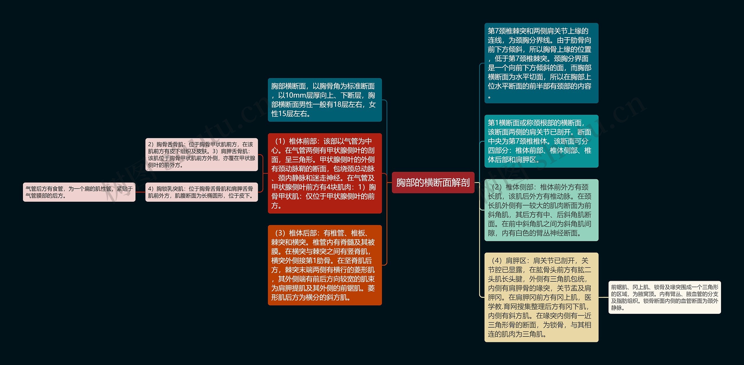 胸部的横断面解剖思维导图