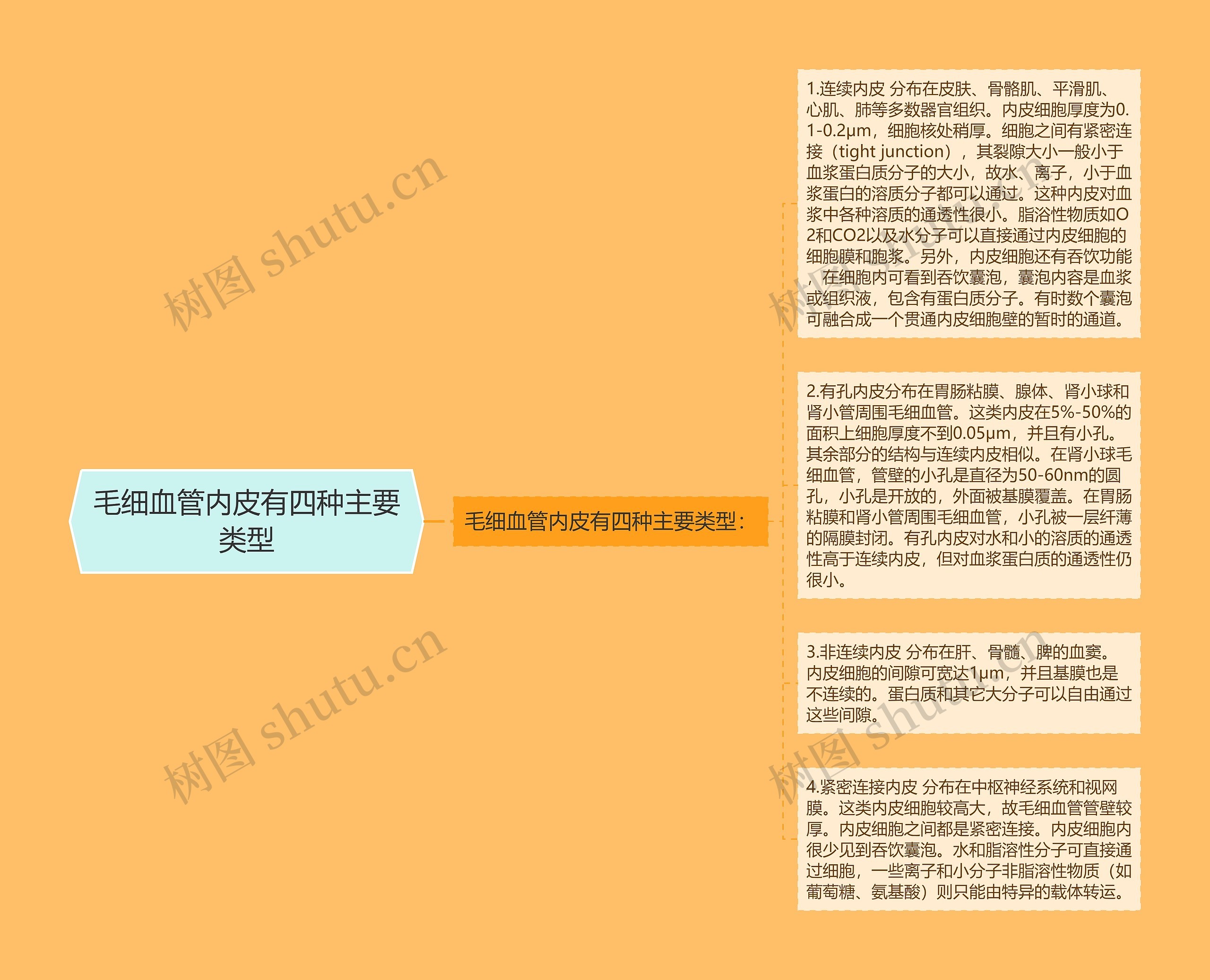 毛细血管内皮有四种主要类型思维导图