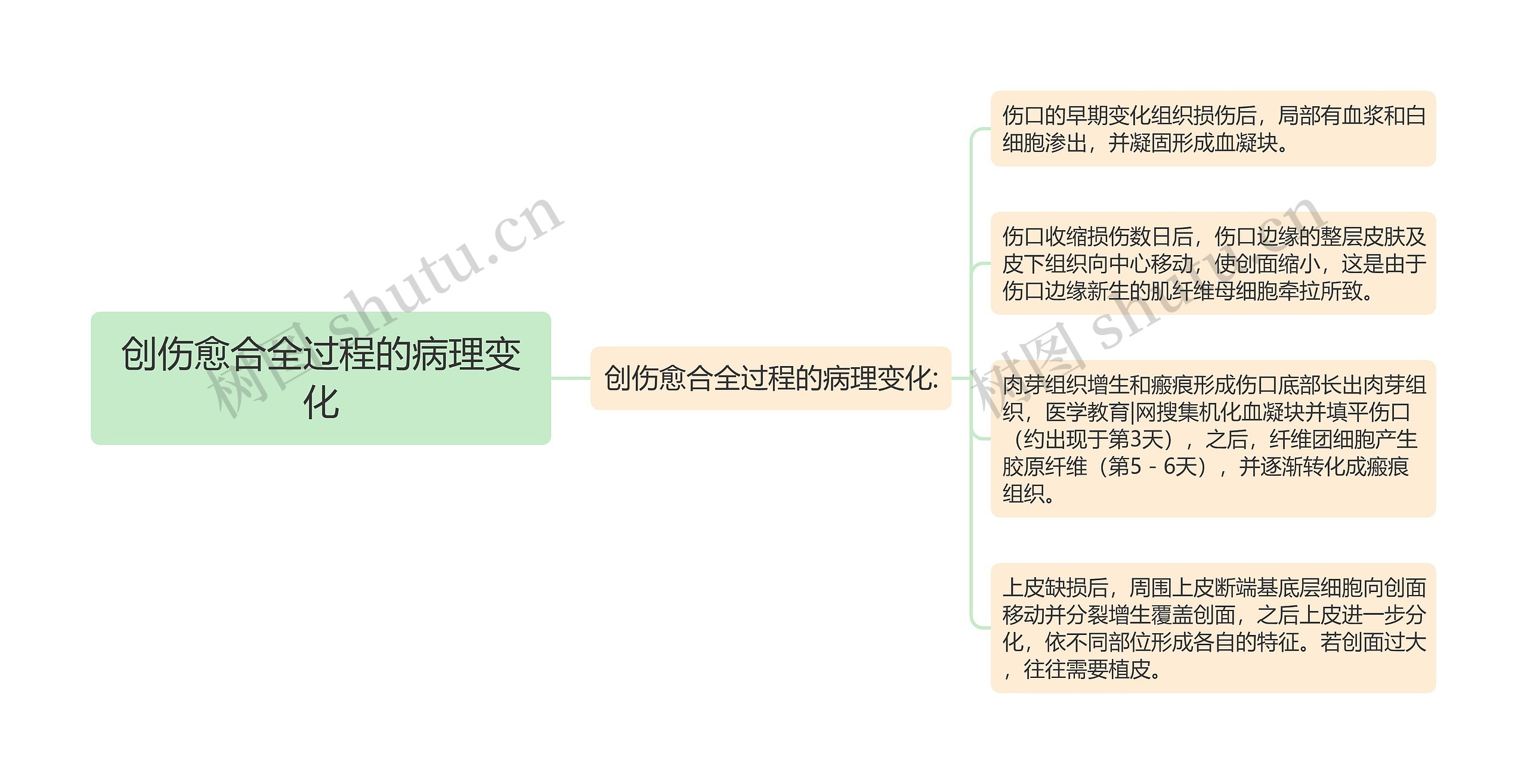 创伤愈合全过程的病理变化 创伤愈合全过程的病理变化
