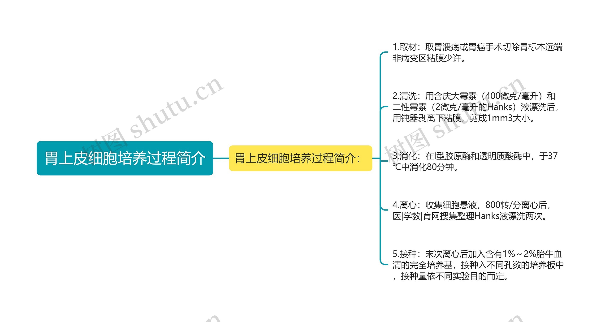 胃上皮细胞培养过程简介思维导图