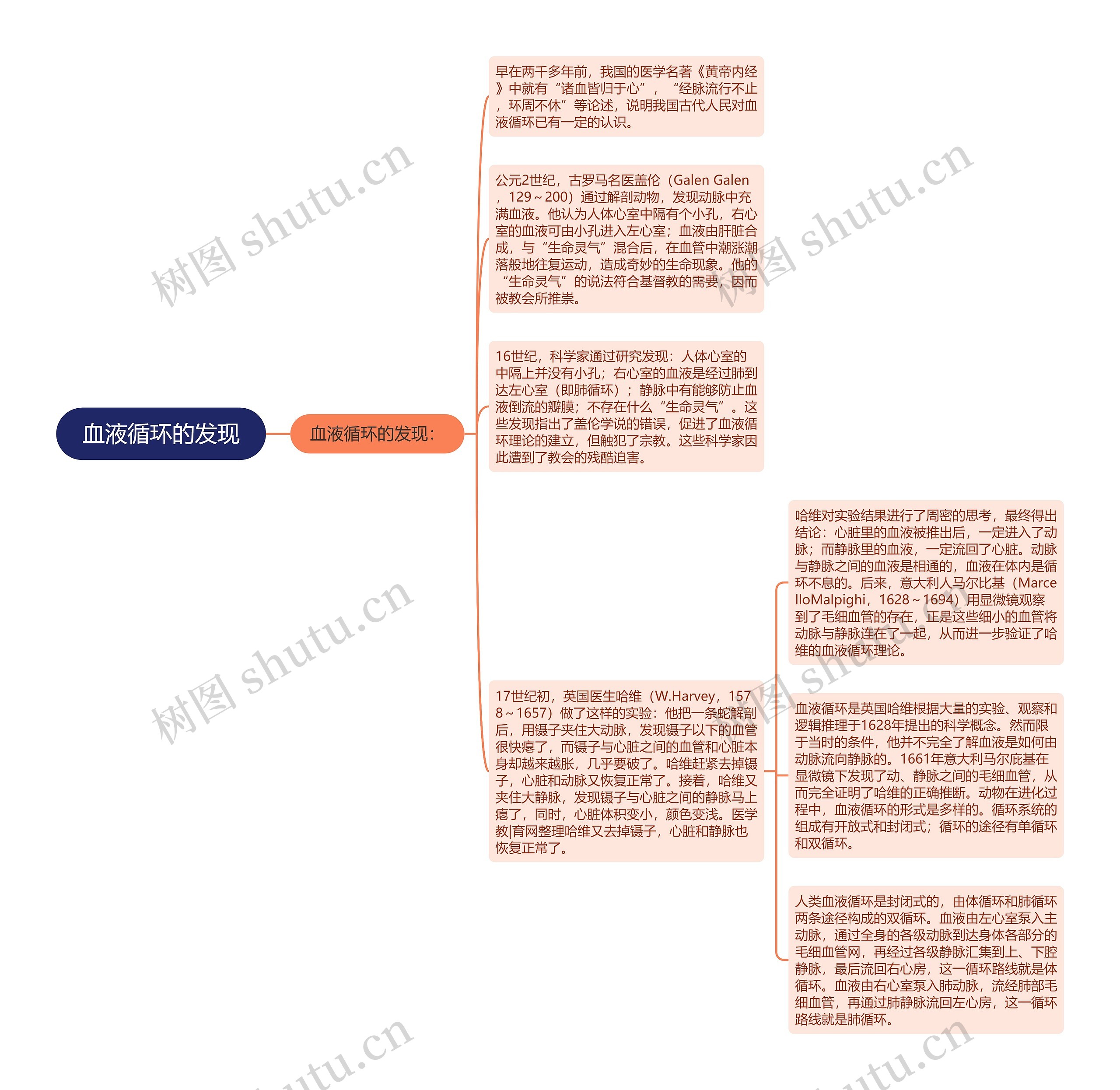 血液循环的发现思维导图