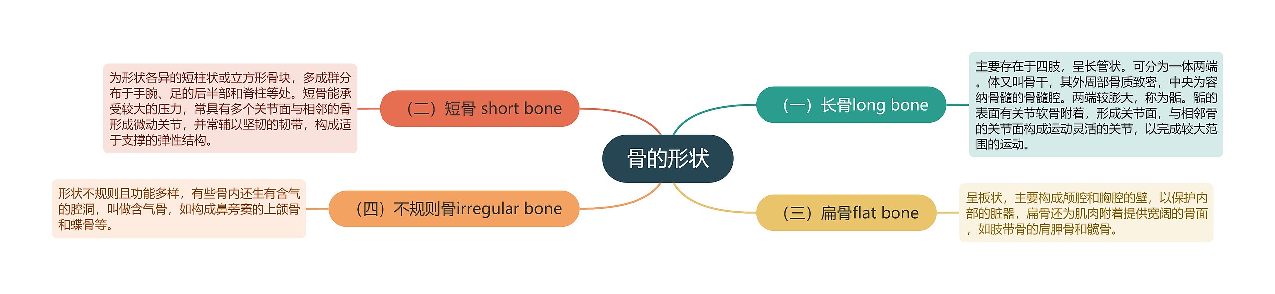 骨的形状