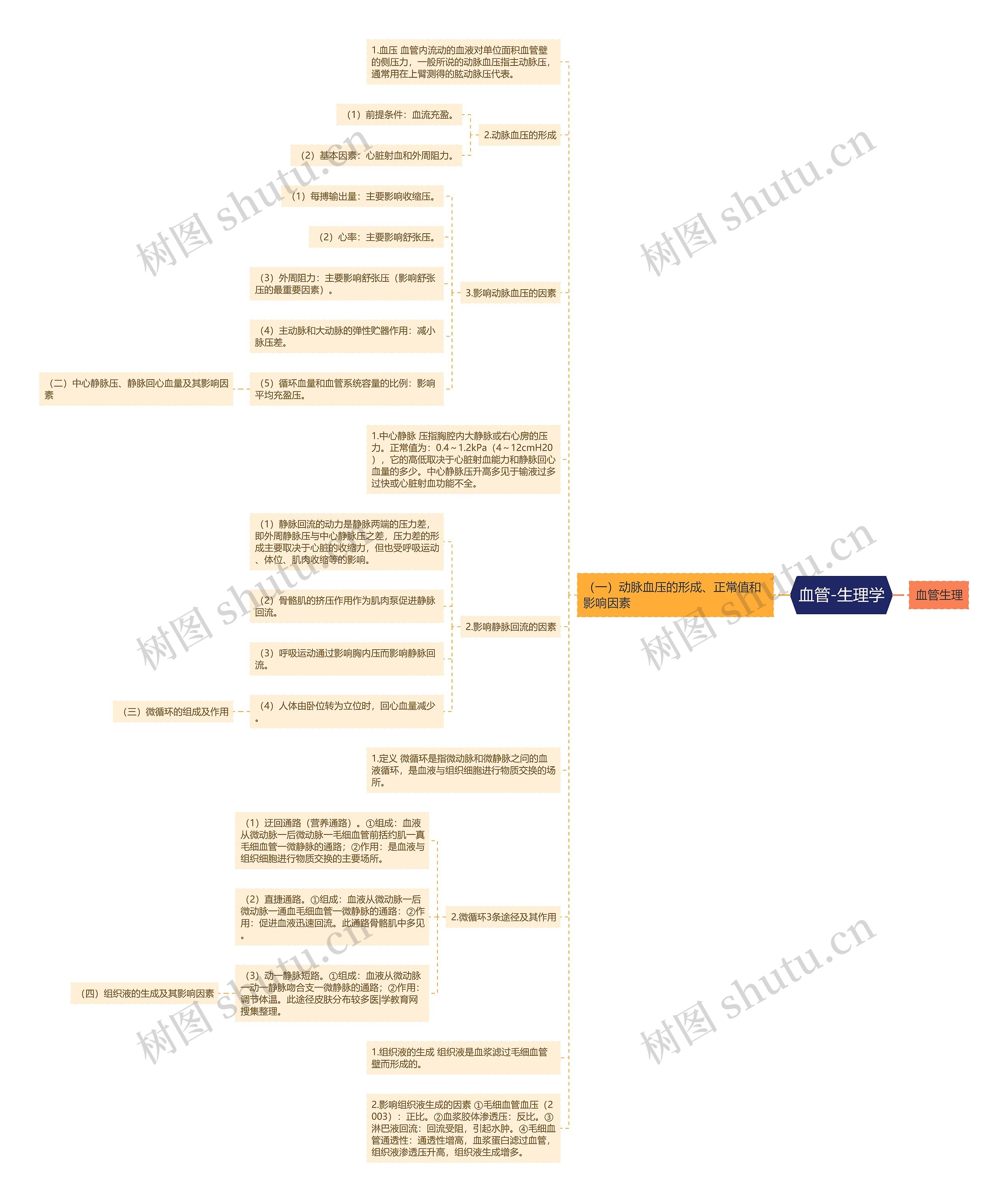 血管-生理学 血管-生理学