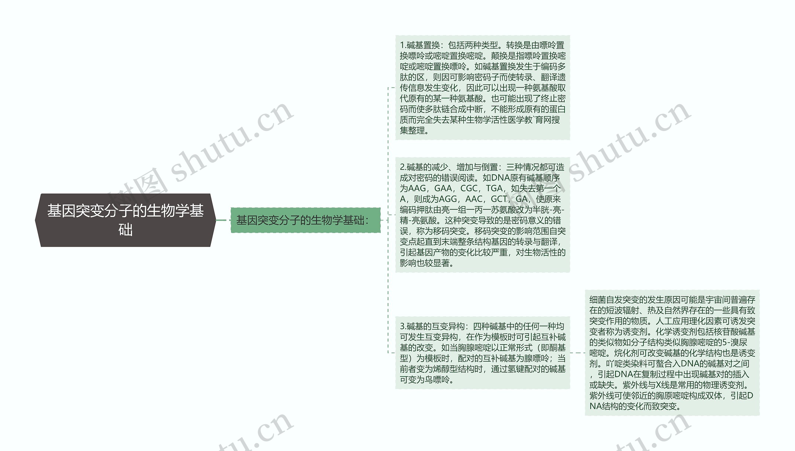 基因突变分子的生物学基础