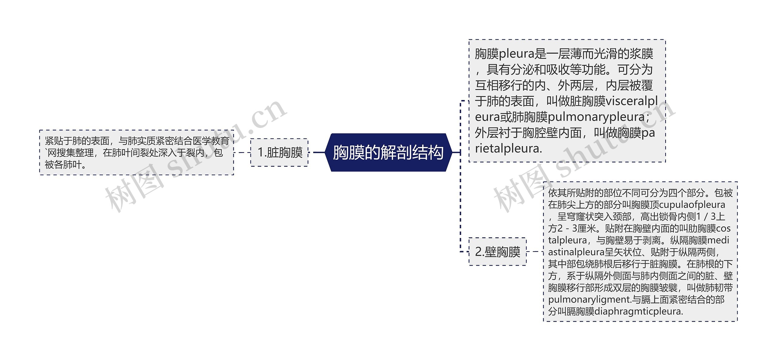 胸膜的解剖结构