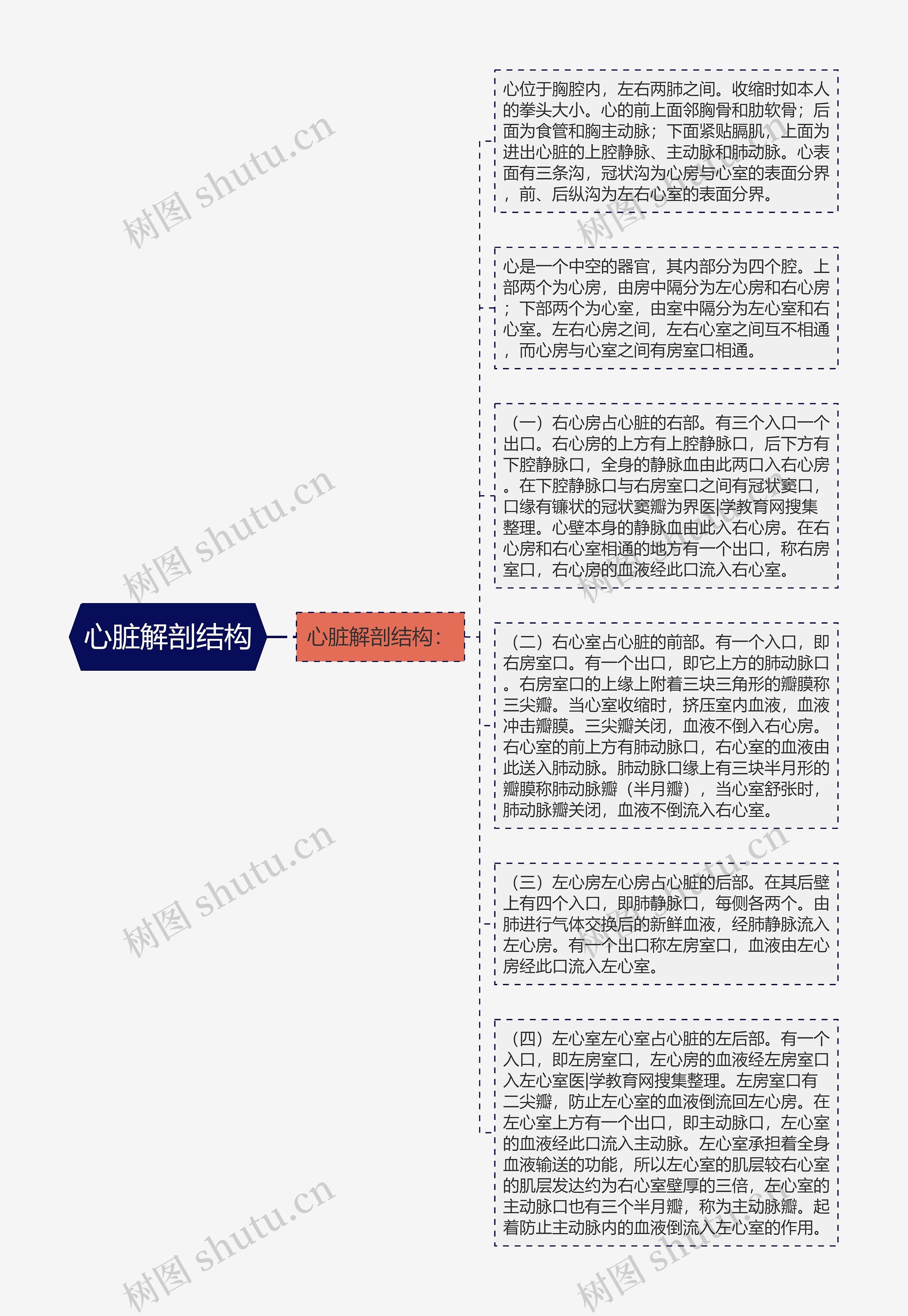 心脏解剖结构思维导图