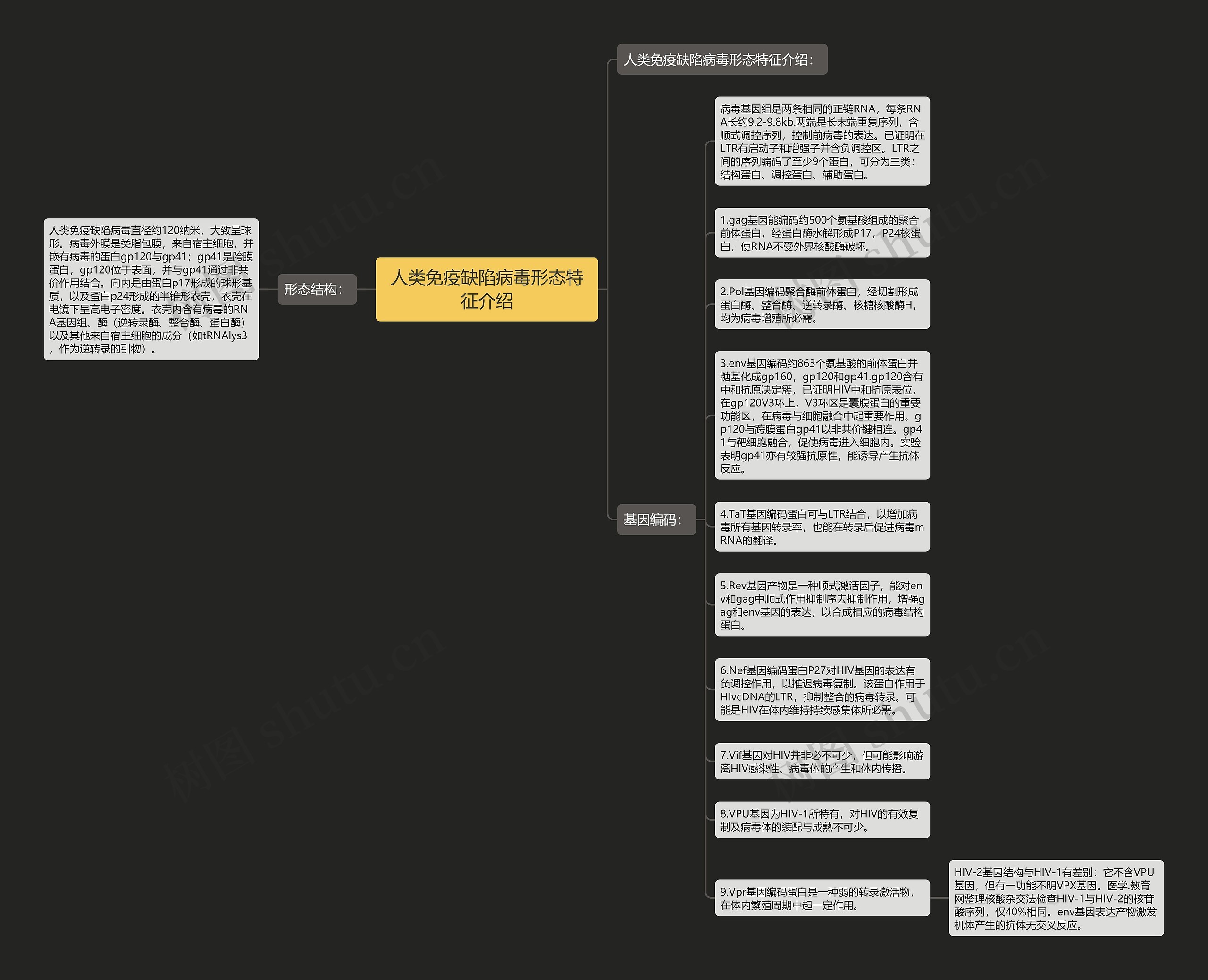 人类免疫缺陷病毒形态特征介绍思维导图