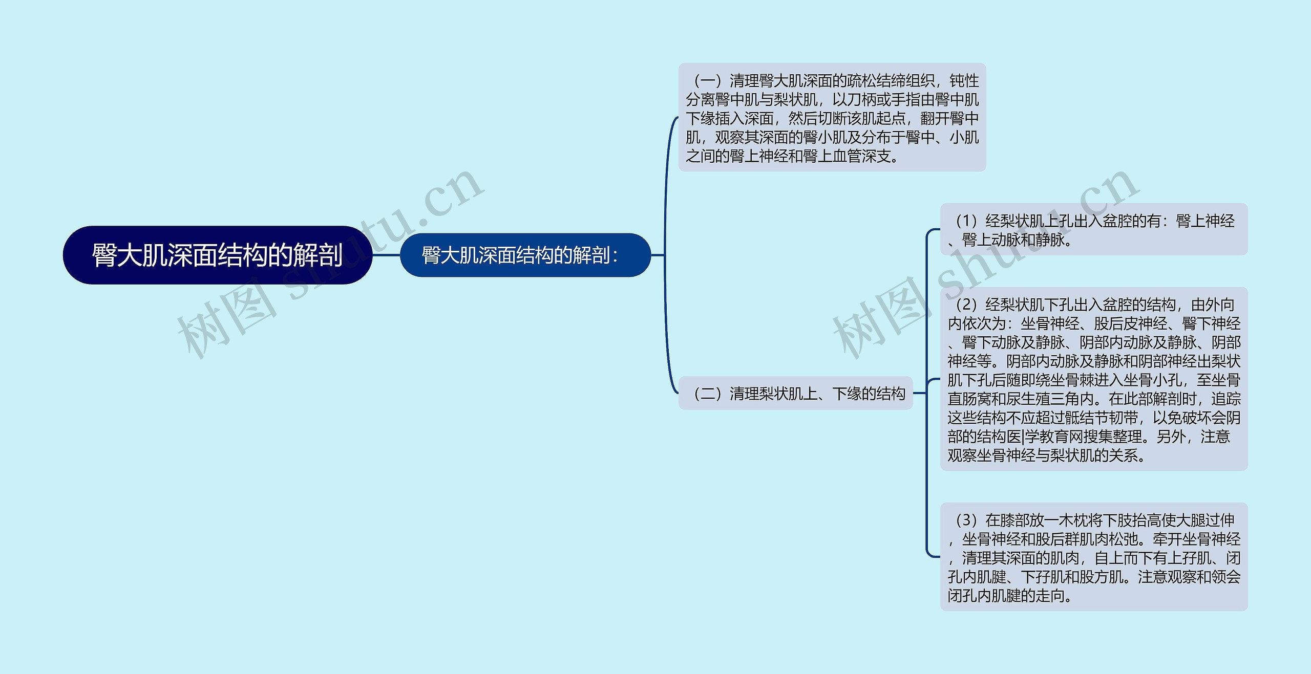 臀大肌深面结构的解剖思维导图