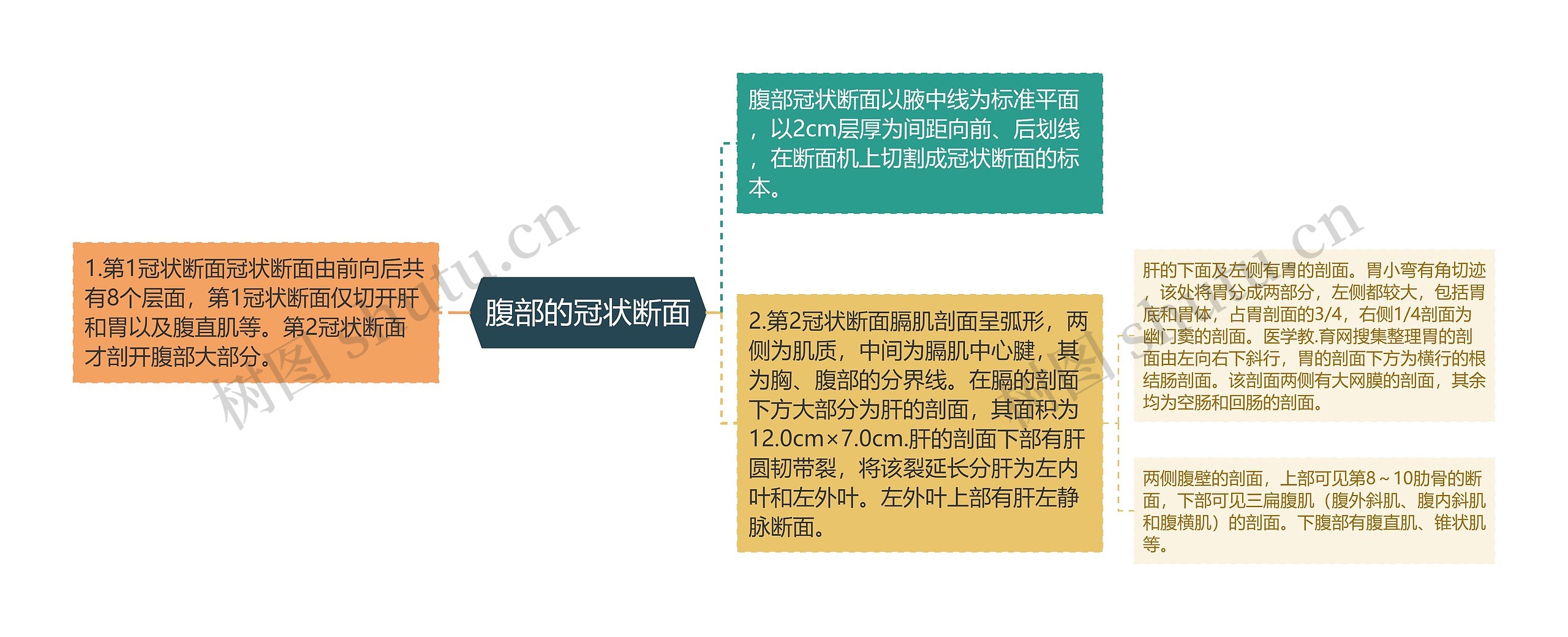 腹部的冠状断面 腹部的冠状断面