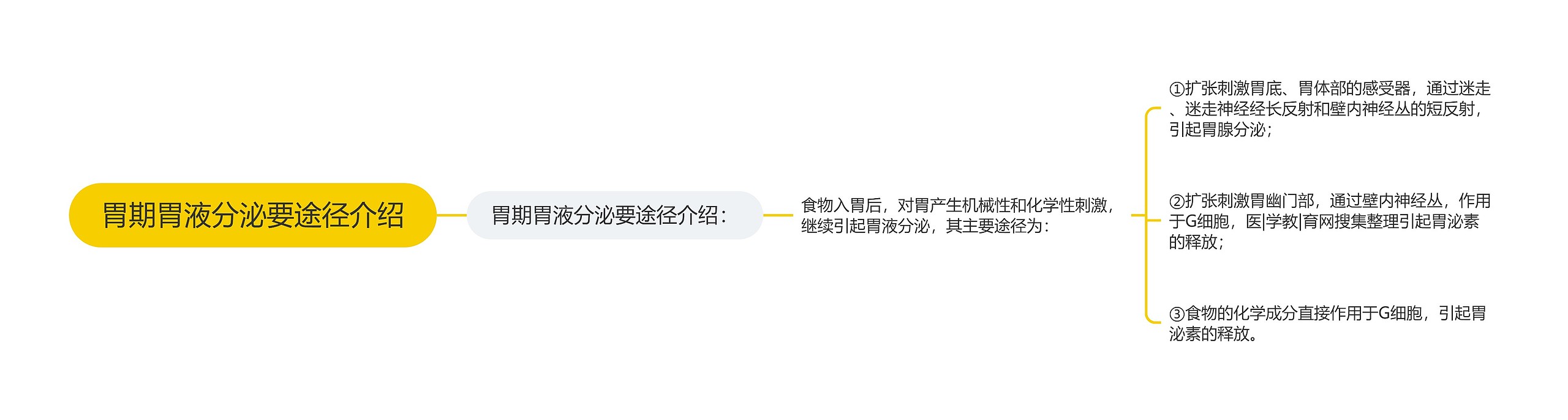 胃期胃液分泌要途径介绍 胃期胃液分泌要途径介绍