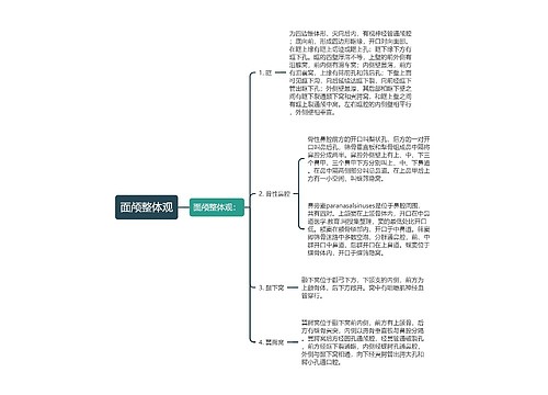 面颅整体观