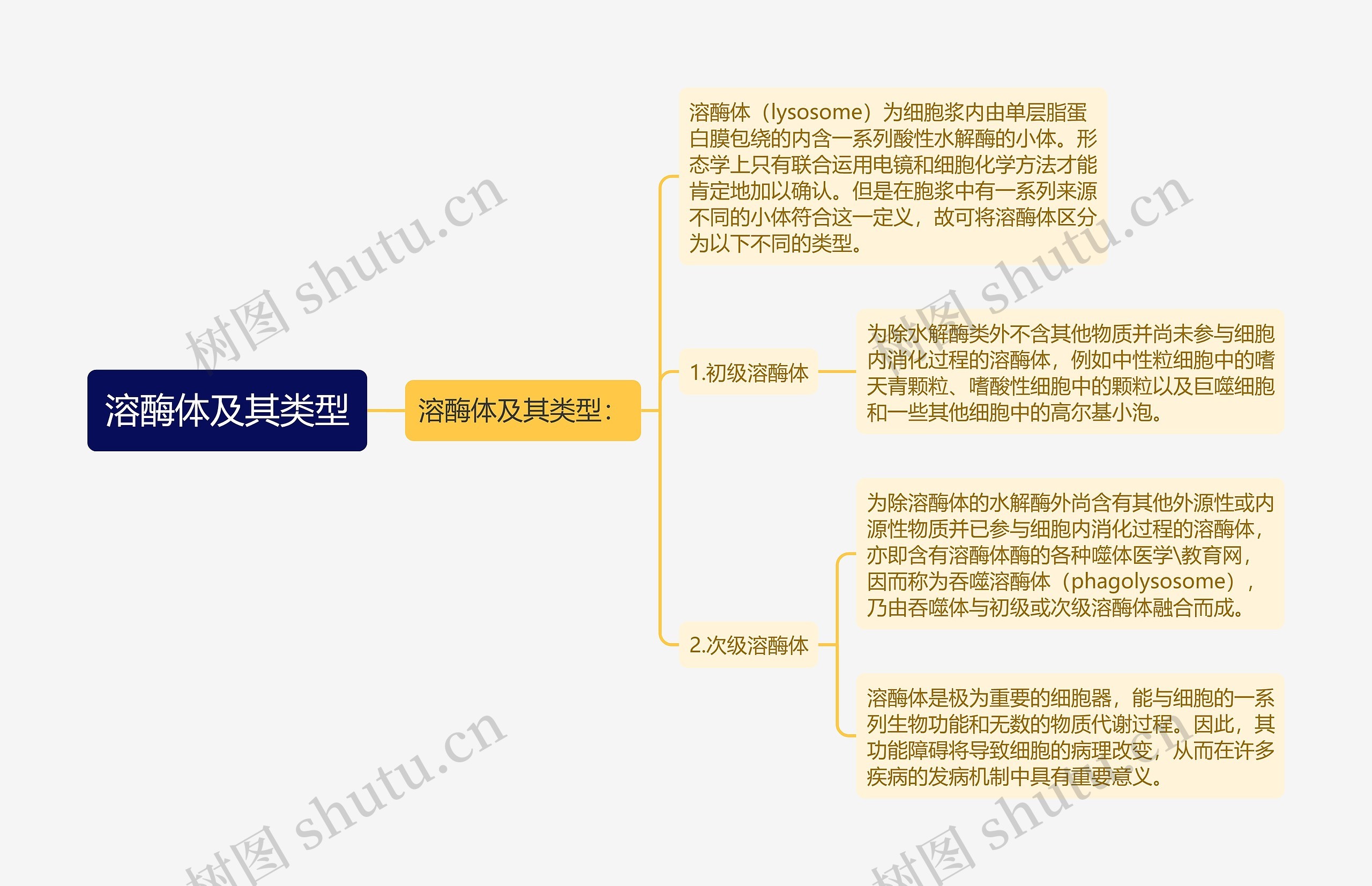 溶酶体及其类型思维导图