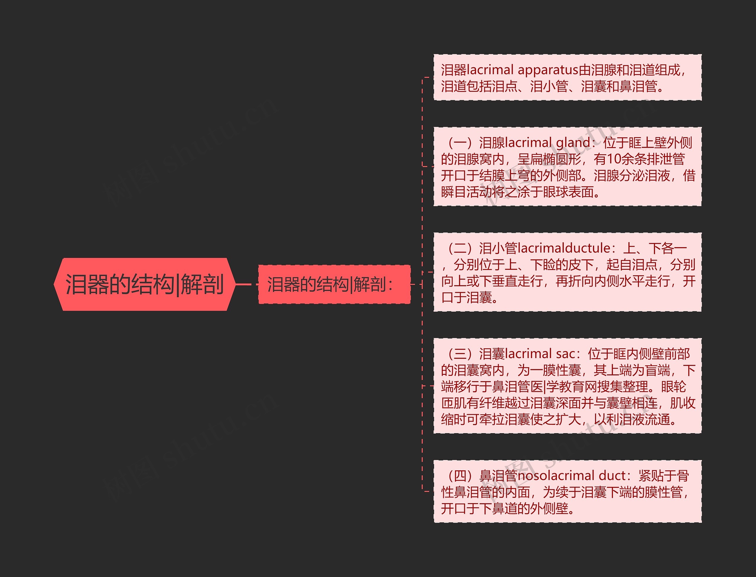 泪器的结构|解剖思维导图