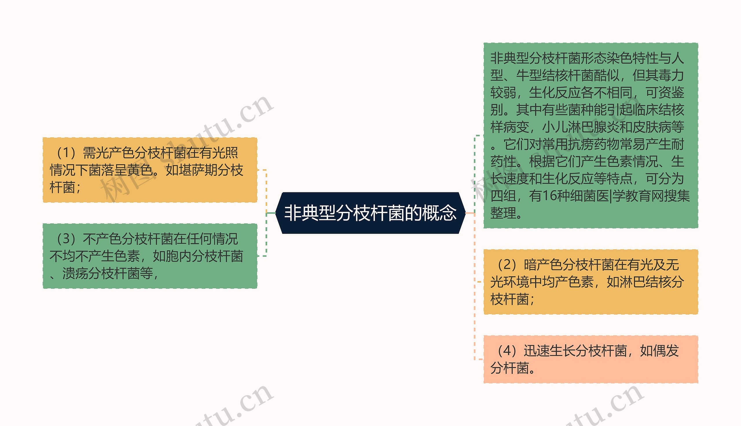 非典型分枝杆菌的概念思维导图